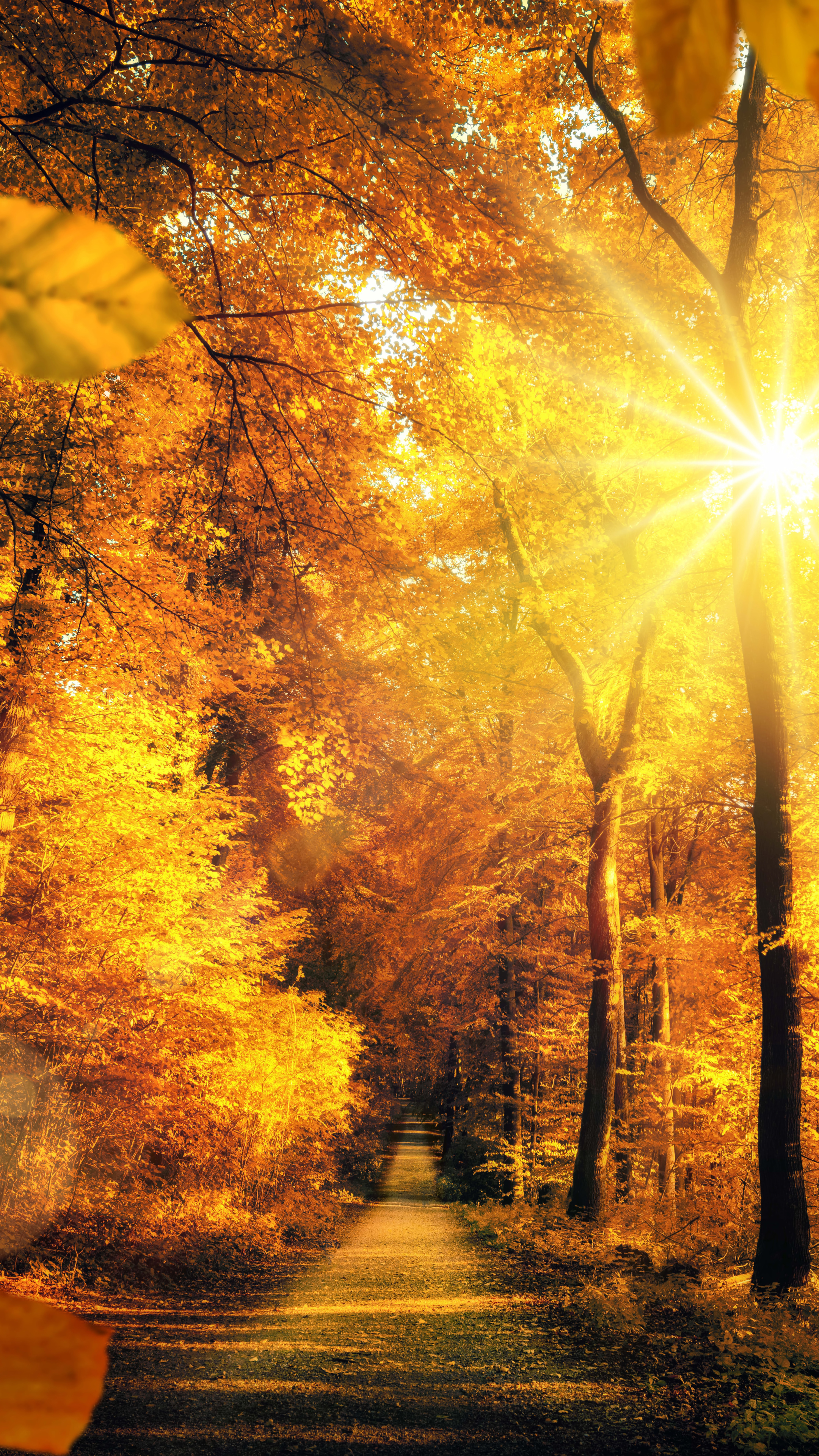 Скачать картинку Природа, Осень, Лес, Дорожка, Падать, Солнечный Луч, Земля/природа, Солнечный Боб в телефон бесплатно.