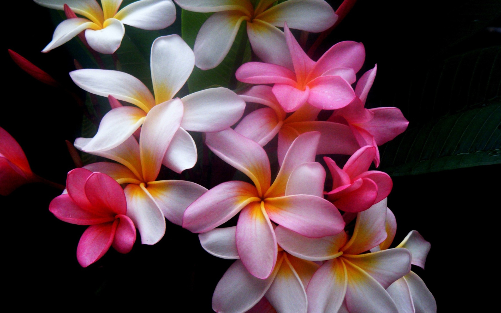 earth, frangipani, close up, flower, pink flower, plumeria, white flower, flowers