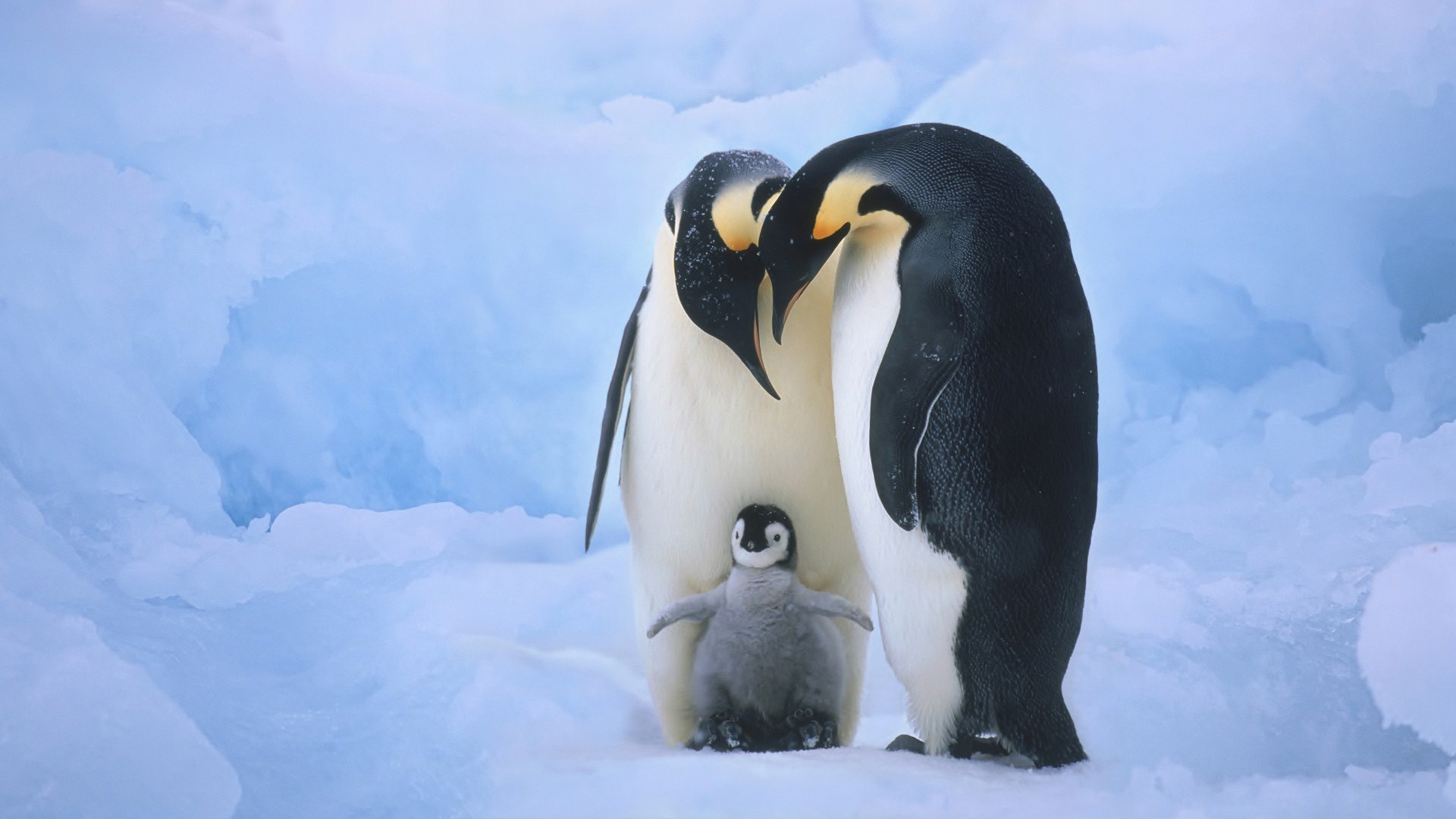 321579 скачать картинку пингвин, животные, птицы - обои и заставки бесплатно