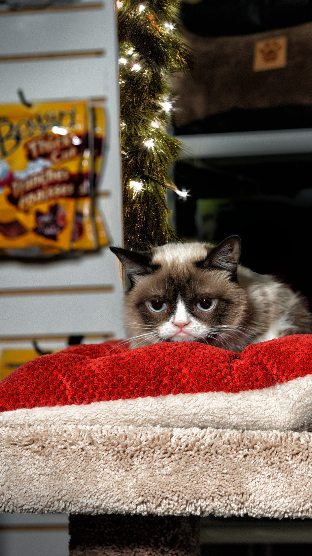 1244688壁紙のダウンロード映画, グランピー・キャットの史上最悪のクリスマス, 気難しい猫, ネコ-スクリーンセーバーと写真を無料で