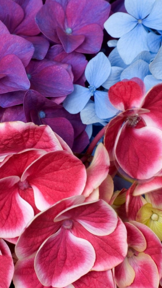 Скачати мобільні шпалери Квітка, Земля, Барвистий, Гортензія, Кольори, Фіолетова Квітка, Рожева Квітка, Синя Квітка, Флауерзи безкоштовно.