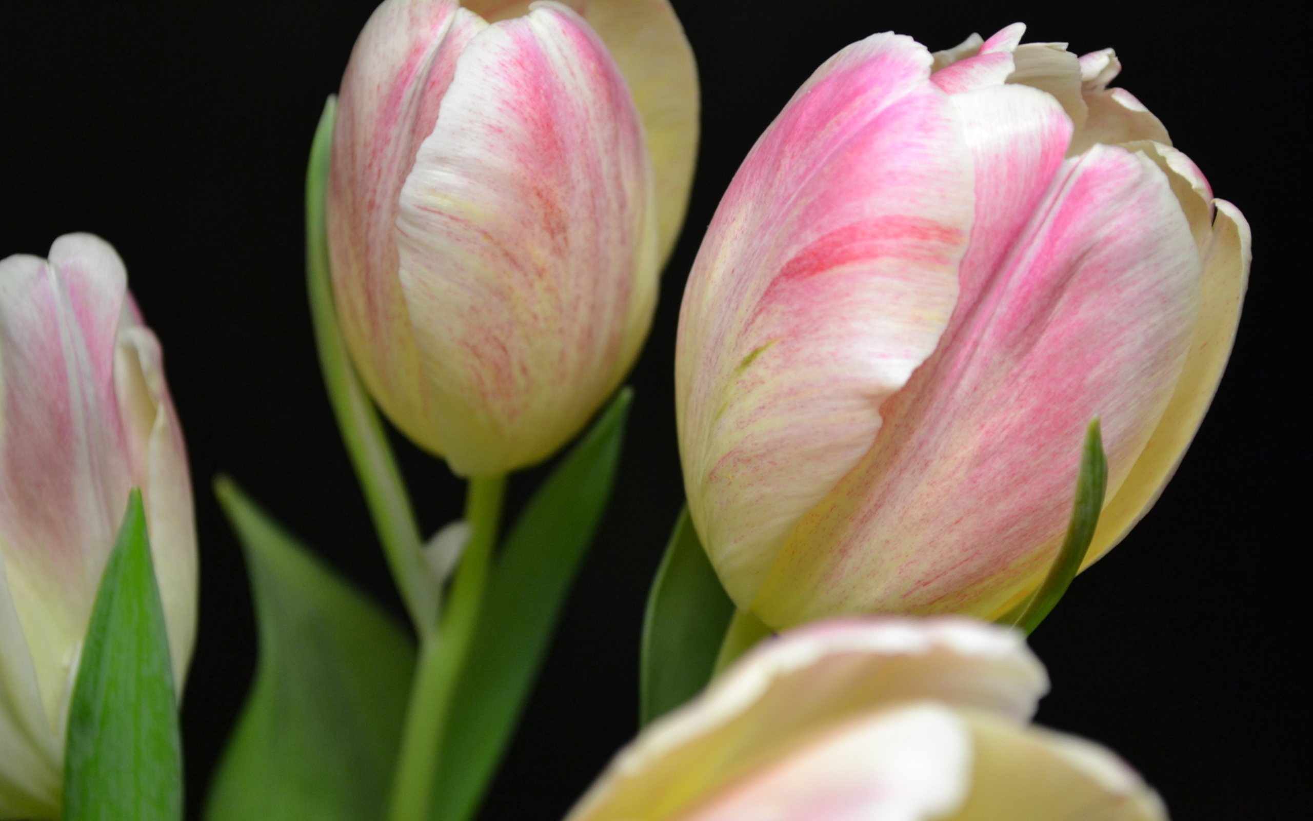 Free download wallpaper Tulip, Flowers, Flower, Earth on your PC desktop