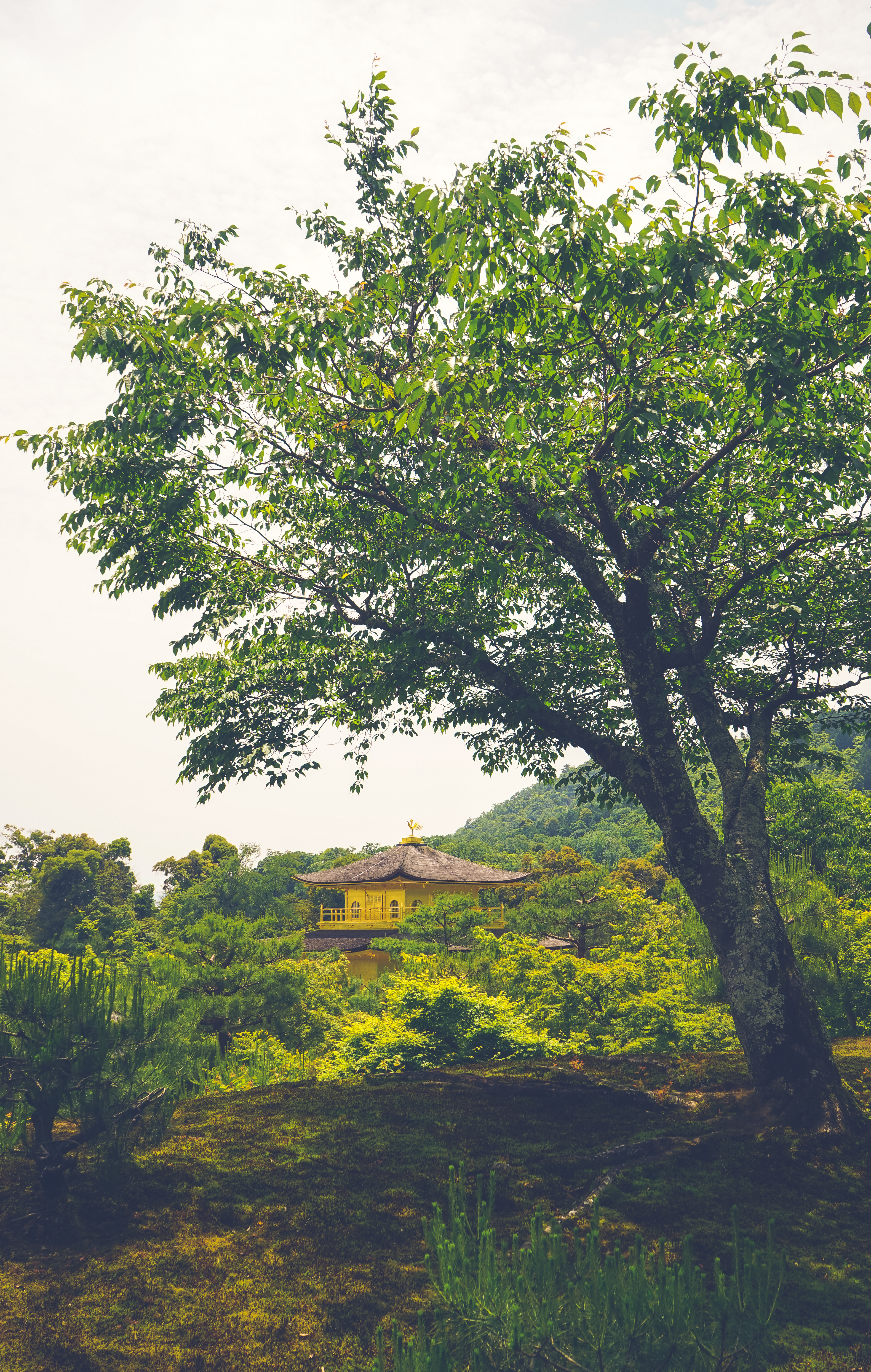 Free download wallpaper Trees, Building, Miscellanea, Nature, Pagoda, Temple, Miscellaneous on your PC desktop