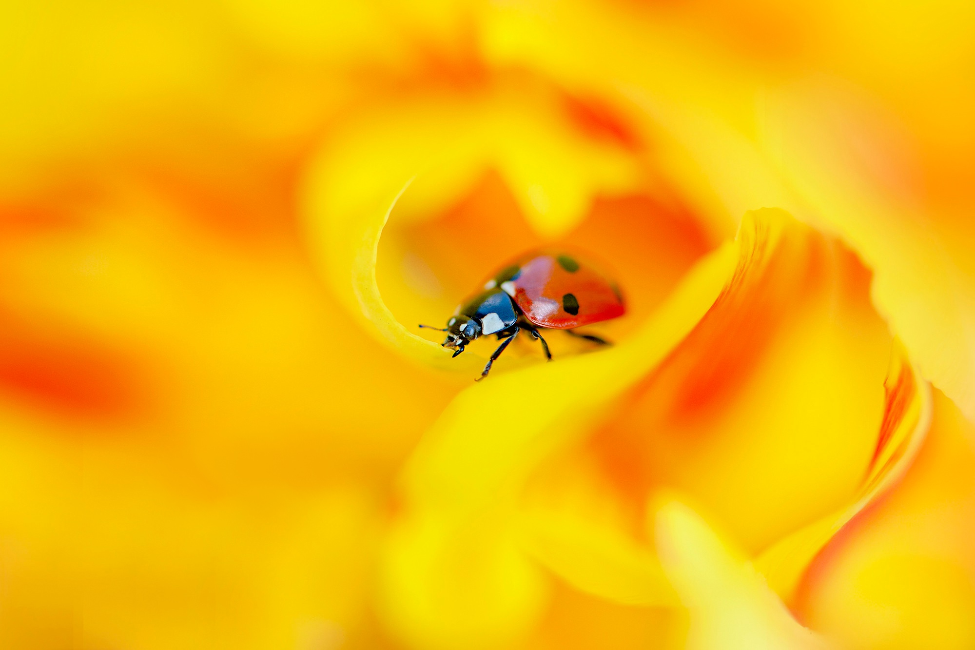 PCデスクトップに動物, てんとう虫, 花, 大きい, 黄色い花, 虫画像を無料でダウンロード