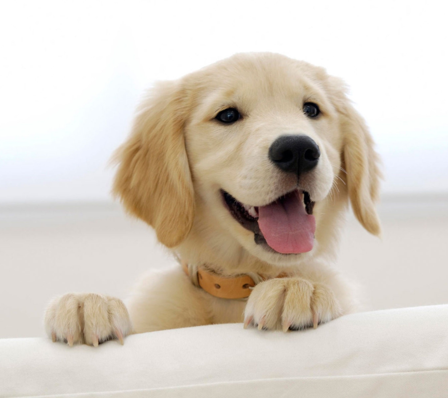 Handy-Wallpaper Tiere, Hunde, Golden Retriever kostenlos herunterladen.