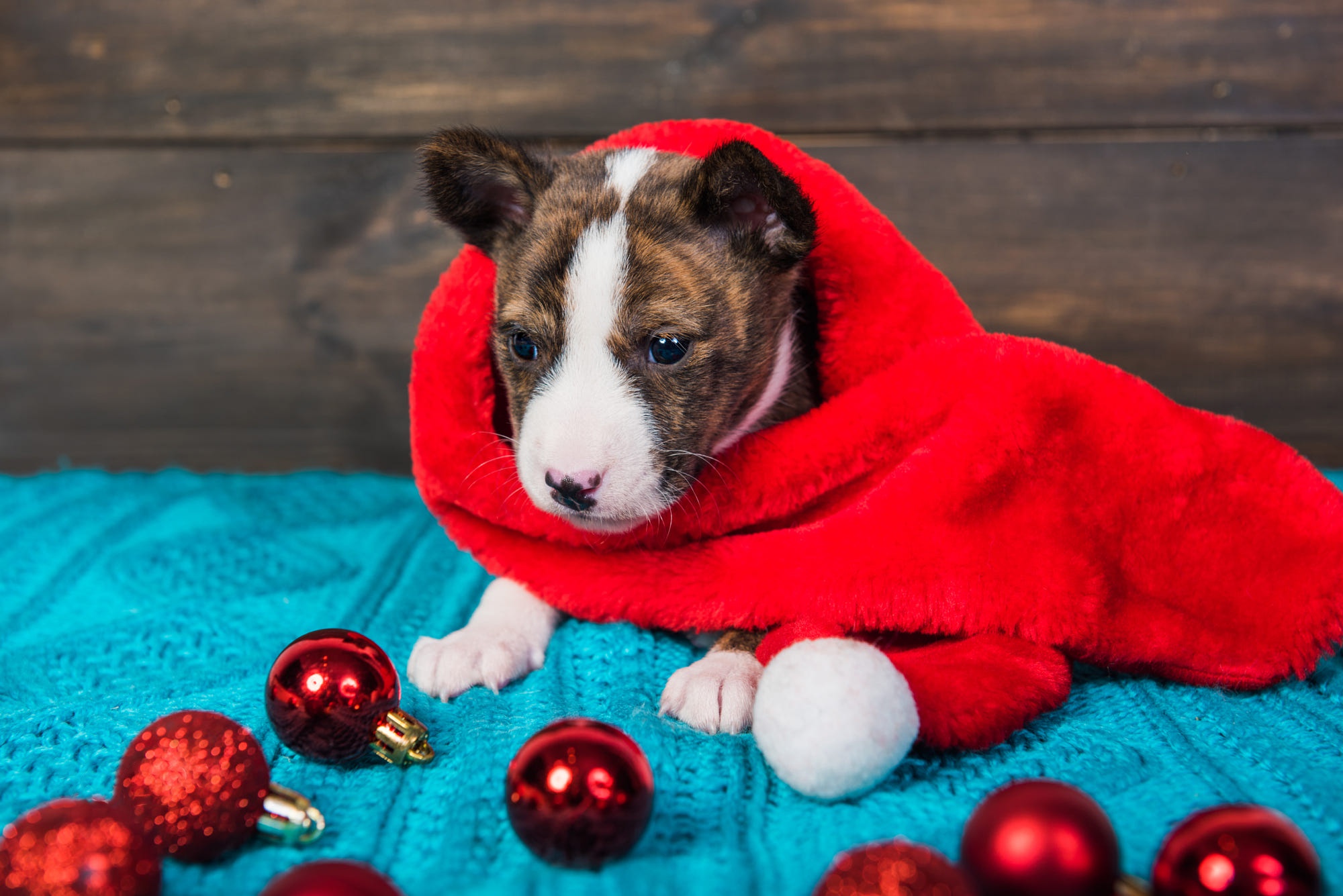 Laden Sie das Tiere, Hunde, Weihnachten, Hund, Welpen, Pitbull, Tierbaby-Bild kostenlos auf Ihren PC-Desktop herunter