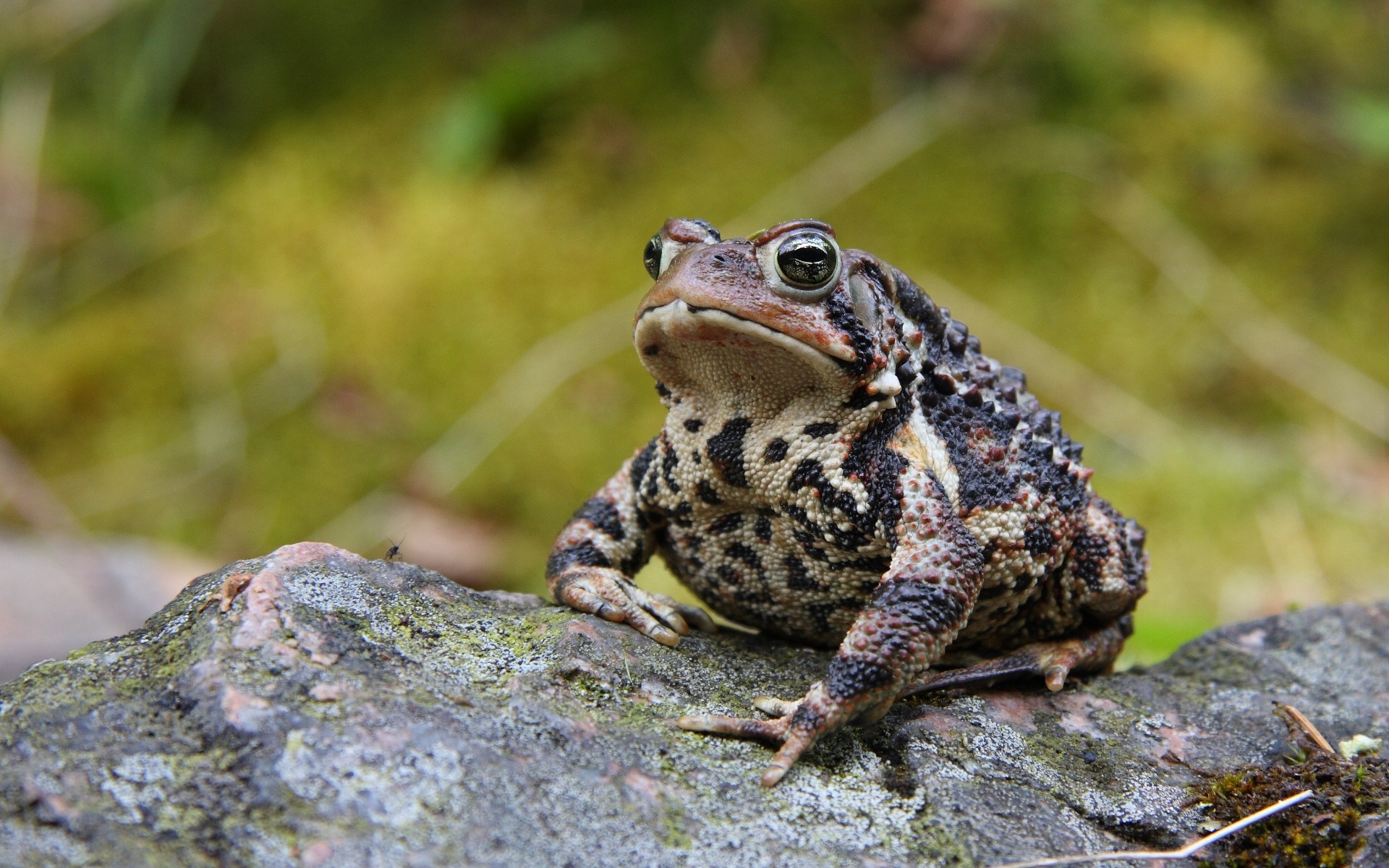 294792 скачать картинку американская жаба, животные, земноводные - обои и заставки бесплатно