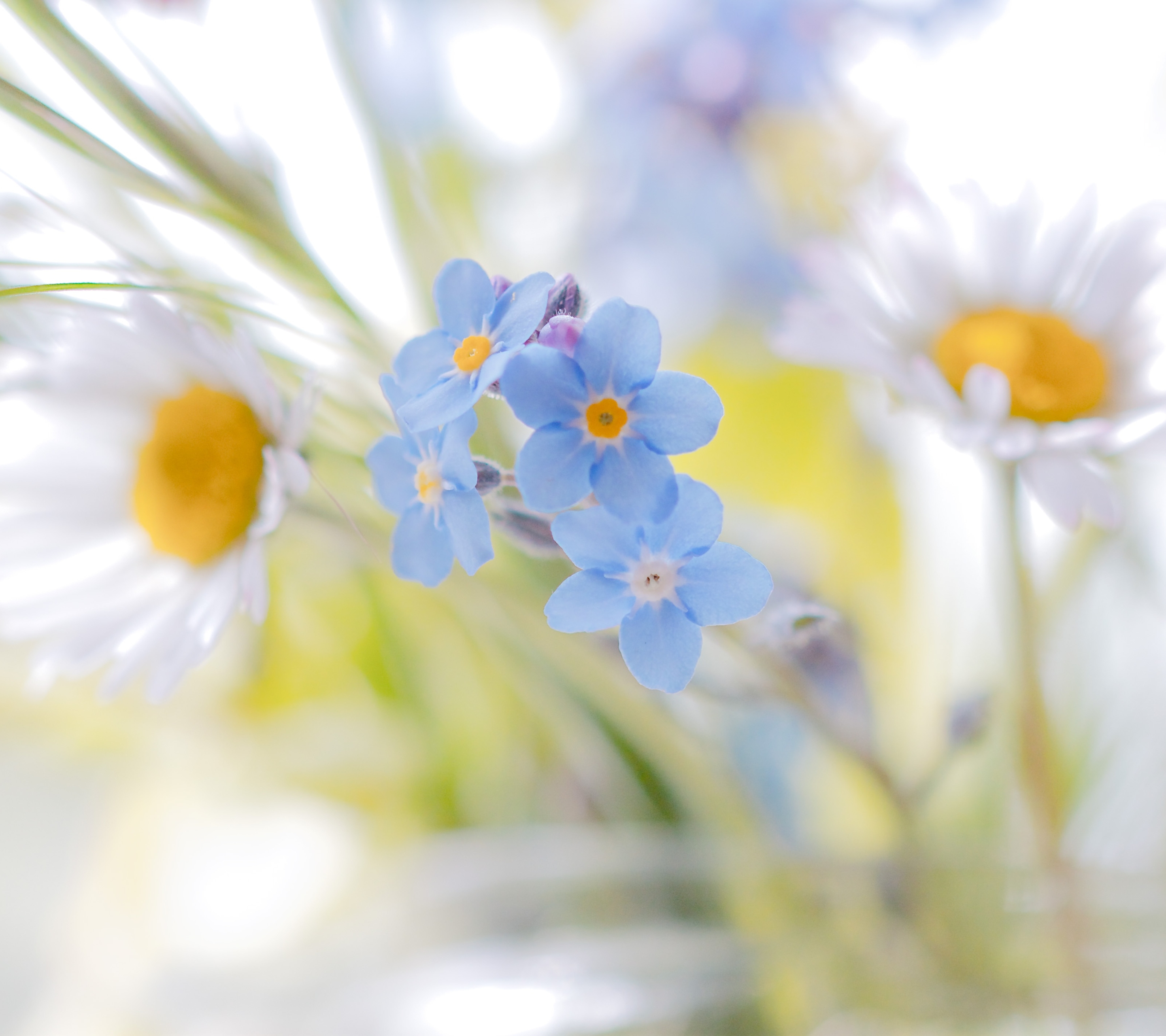 Handy-Wallpaper Blumen, Blume, Gänseblümchen, Vergissmeinnicht, Weiße Blume, Erde/natur, Blaue Blume kostenlos herunterladen.