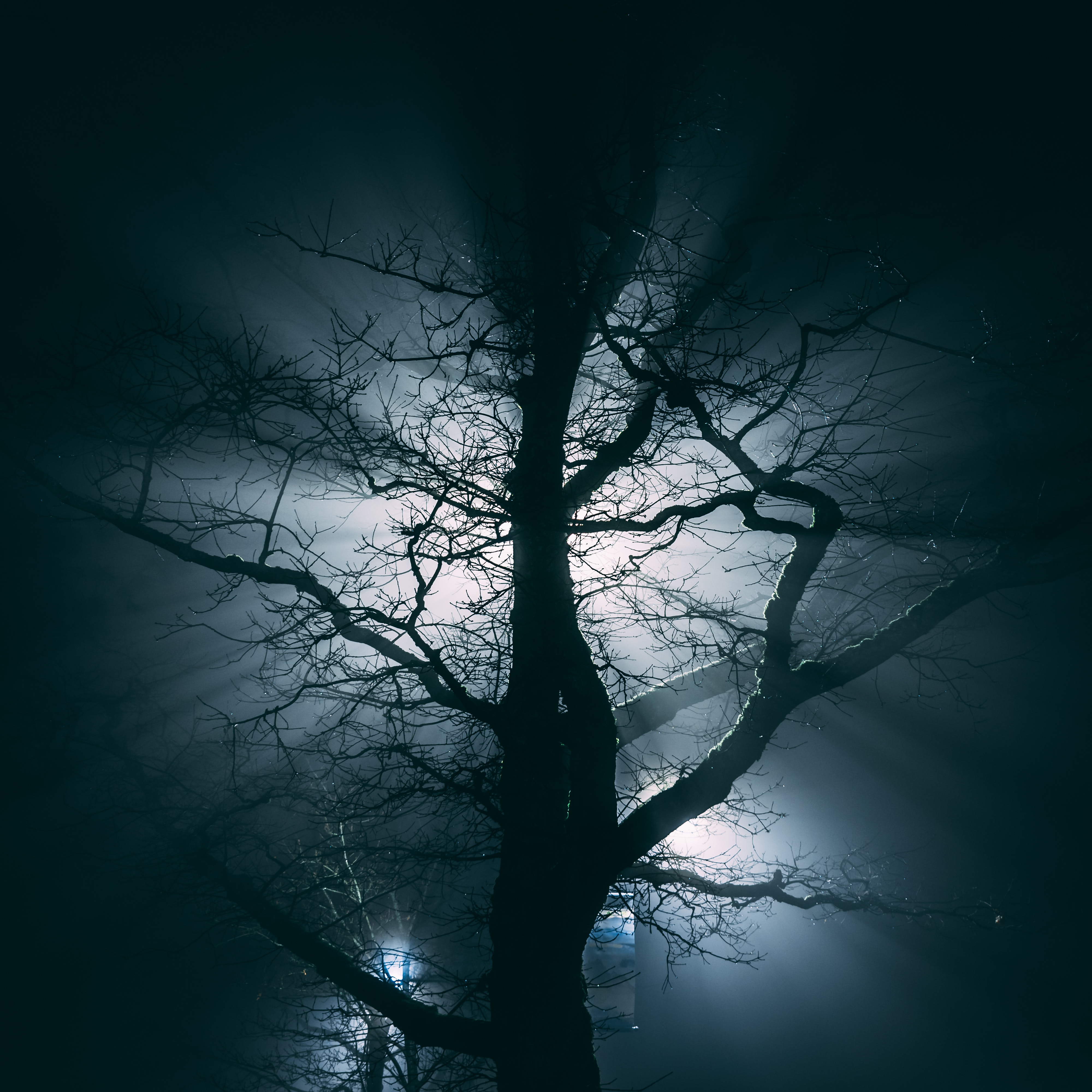 Download mobile wallpaper Wood, Fog, Branches, Tree, Night, Dark for free.
