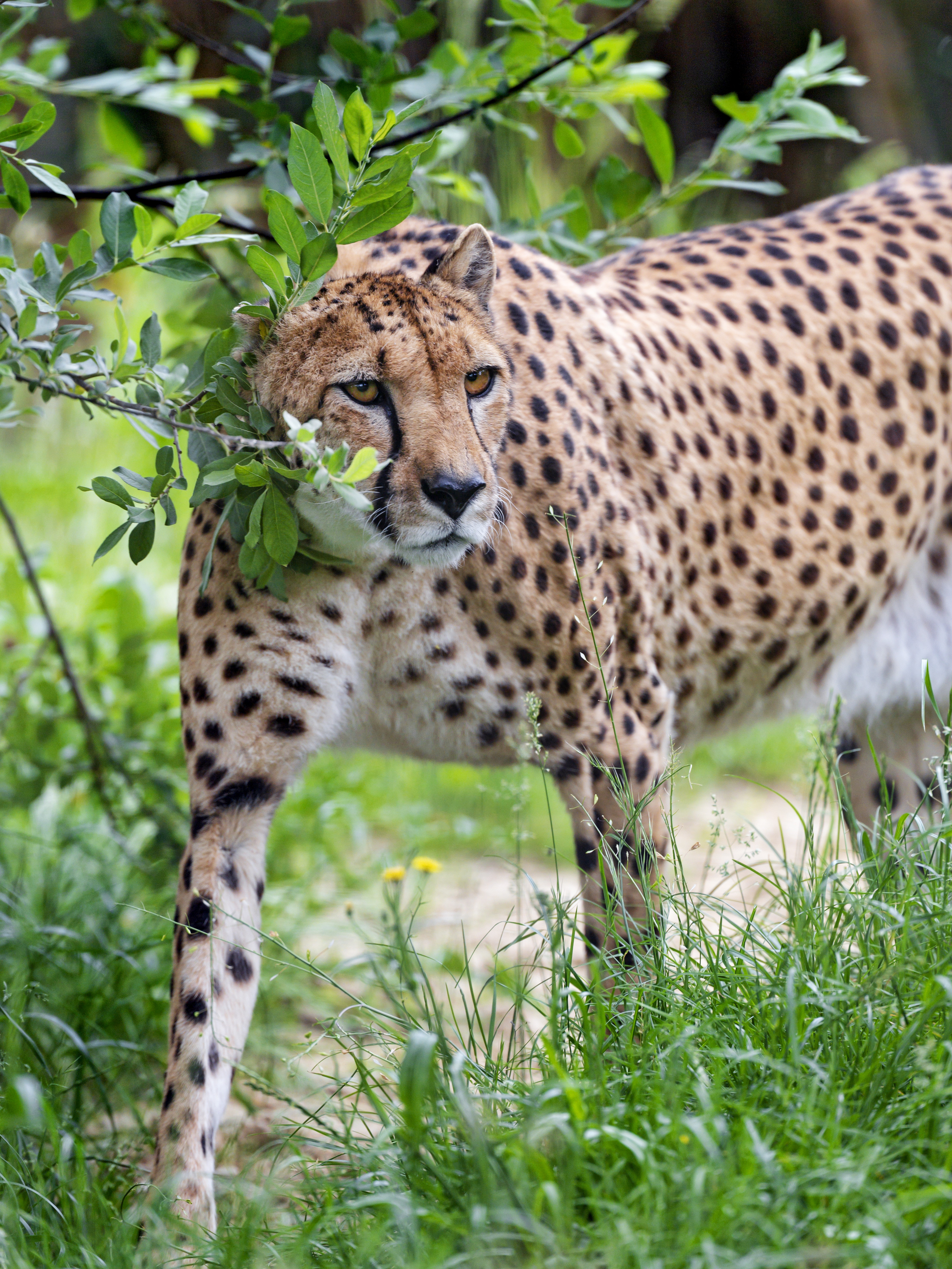 cheetah, animals, branch, predator, big cat, sight, opinion cellphone