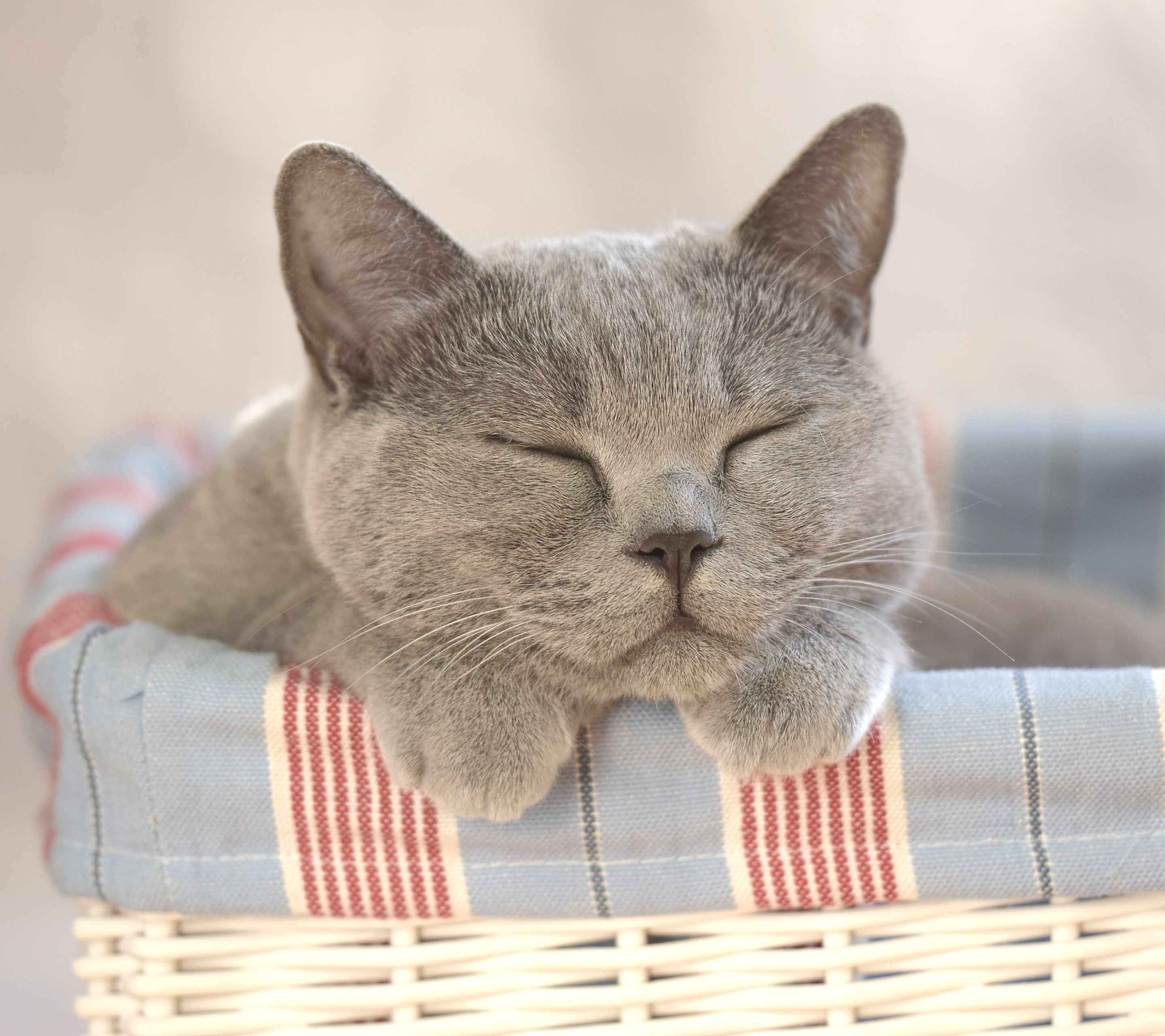 Laden Sie das Tiere, Katzen, Katze, Süß, Schlafen-Bild kostenlos auf Ihren PC-Desktop herunter