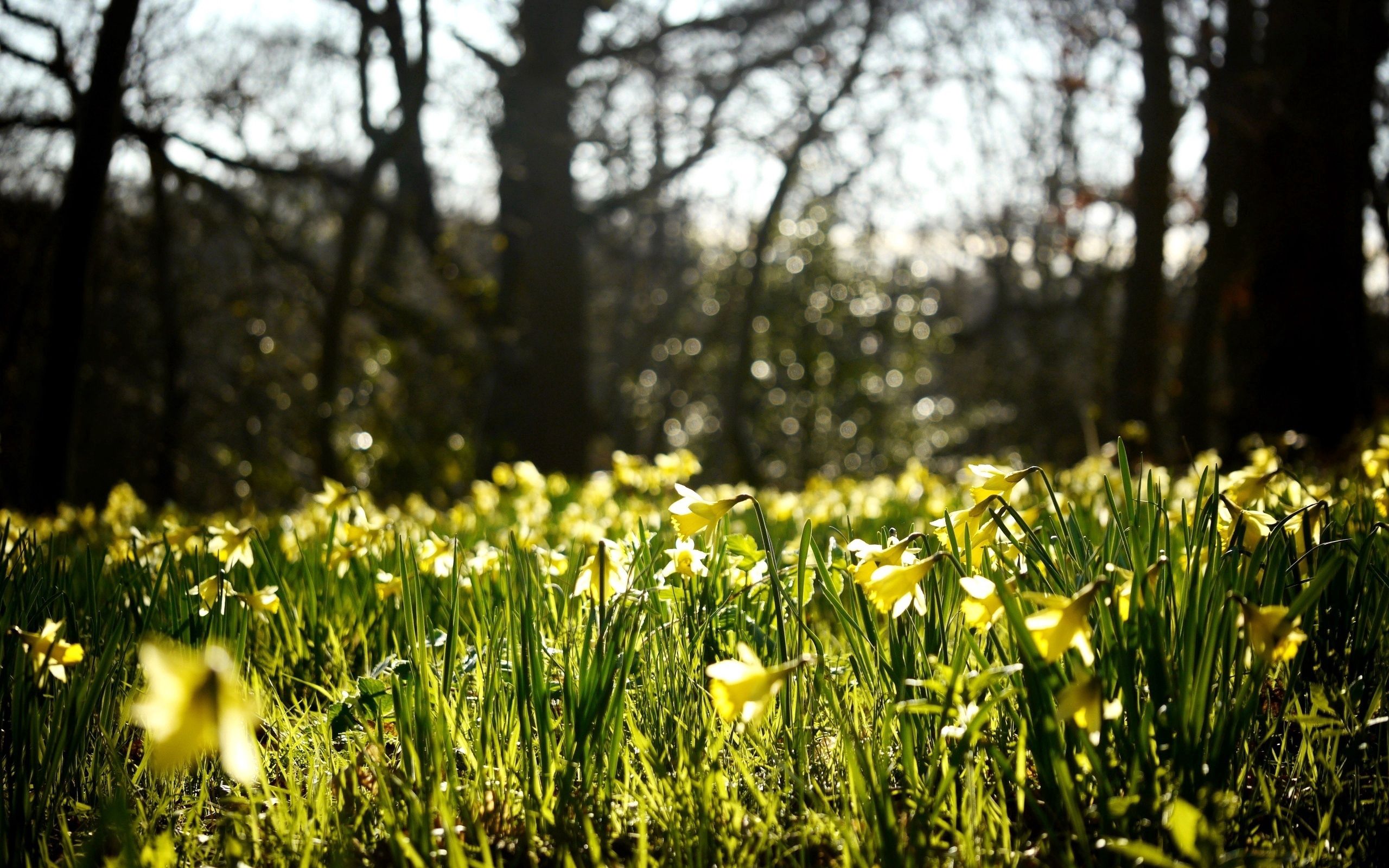 nature, flowers, narcissussi, glare, forest, spring