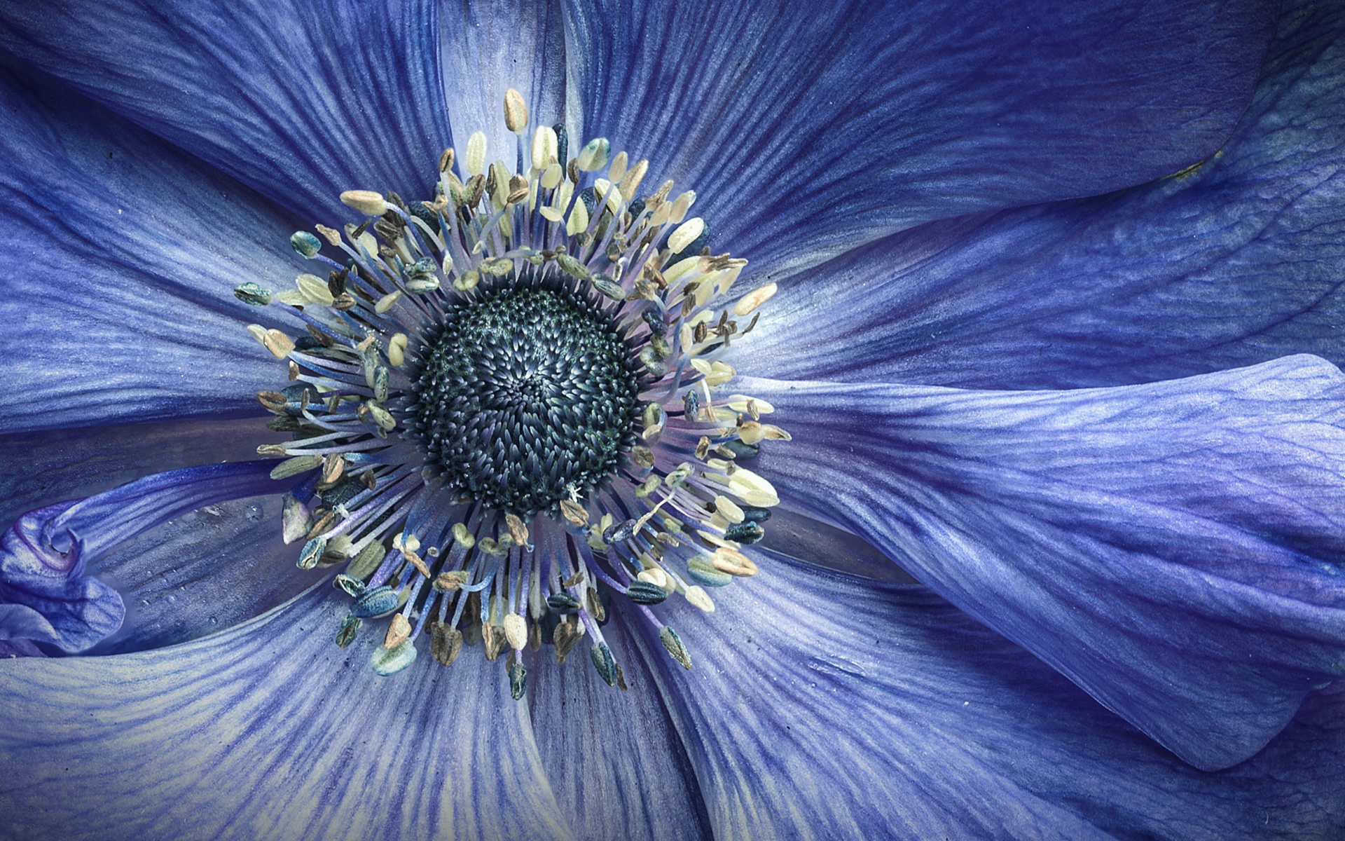 Free download wallpaper Flowers, Flower, Close Up, Earth, Blue Flower on your PC desktop