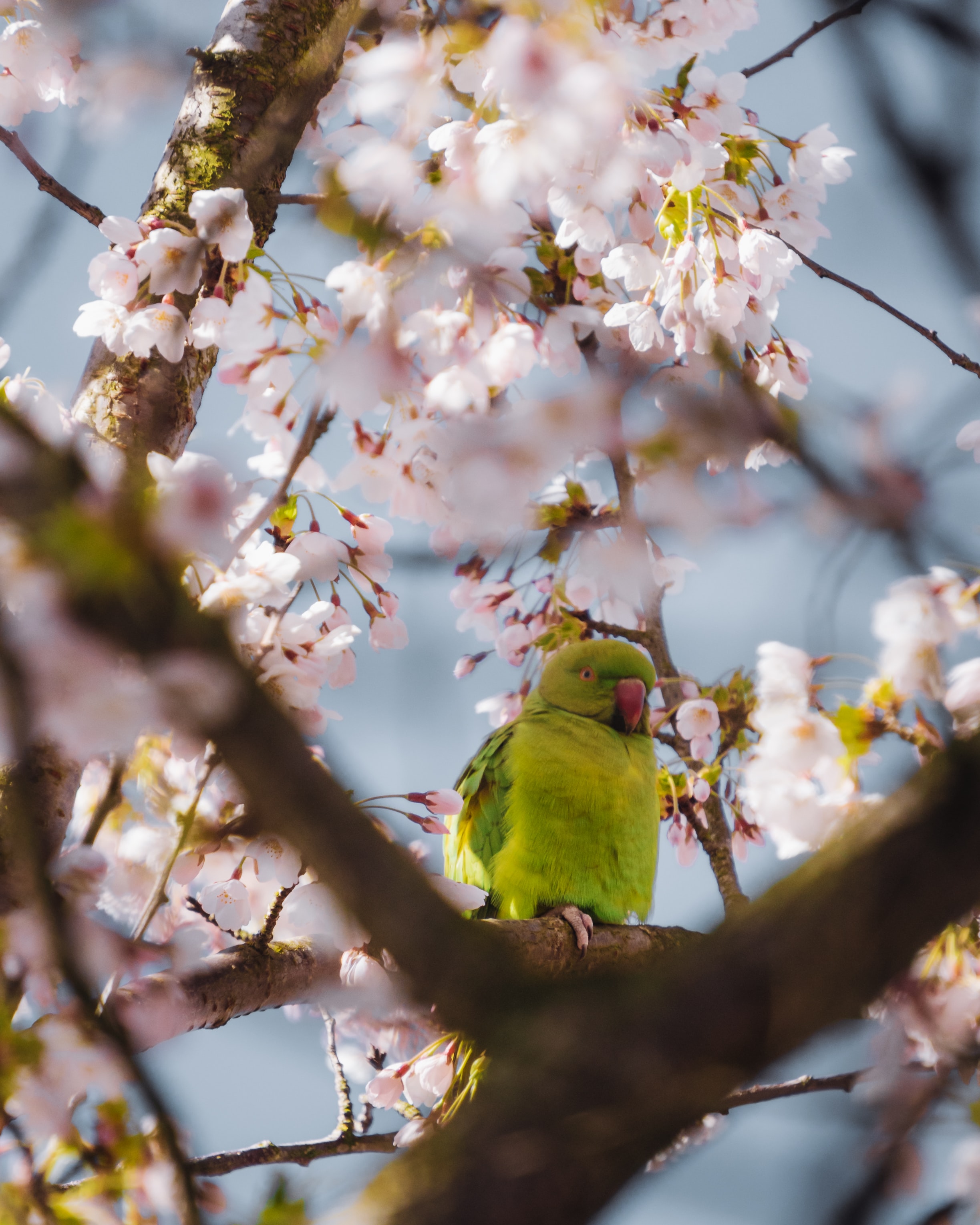 Free download wallpaper Flowers, Branches, Animals, Parrots on your PC desktop