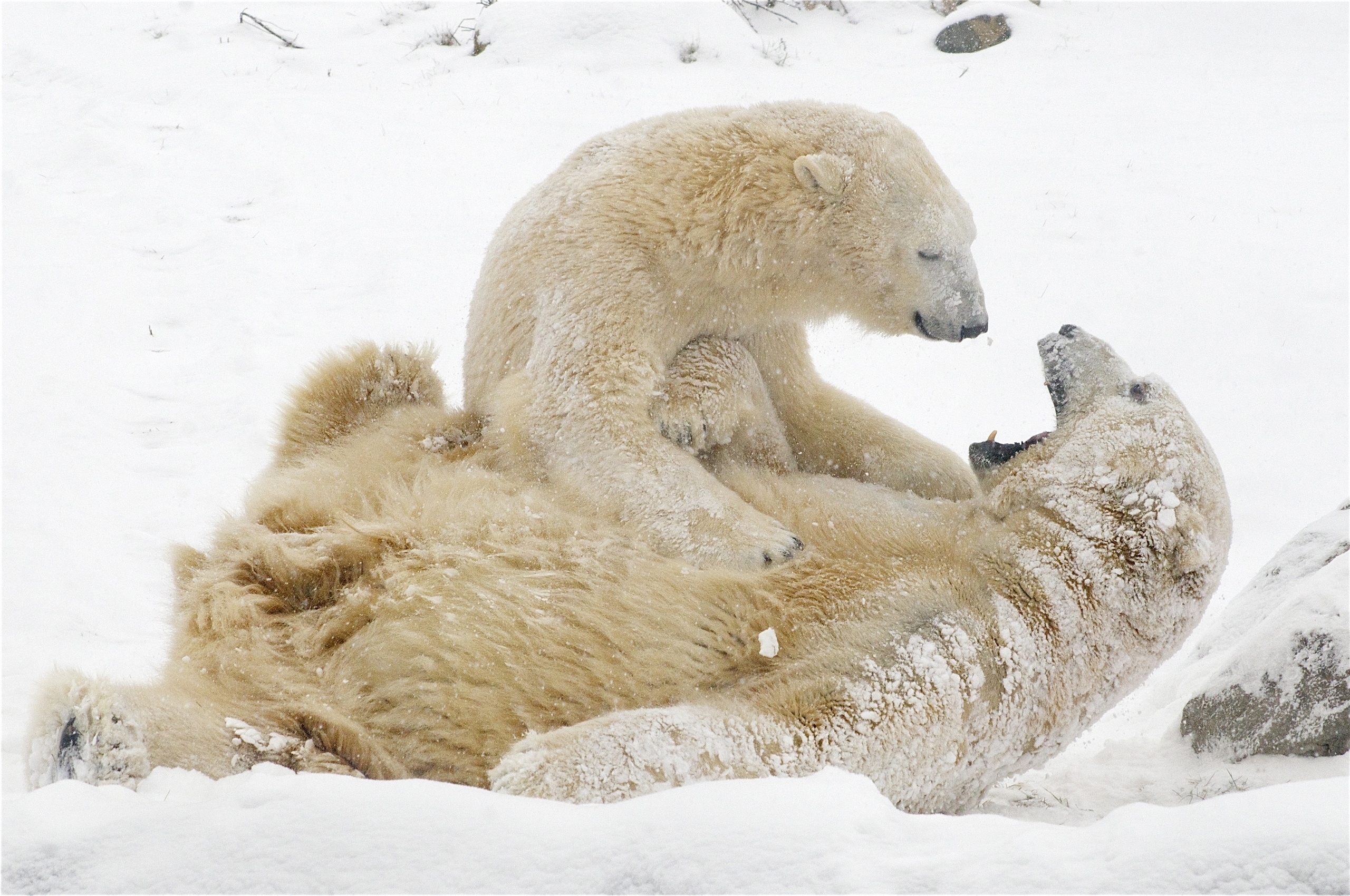 119369 завантажити шпалери ведмеді, ігри, тварини, зима, сніг, білі ведмеді - заставки і картинки безкоштовно
