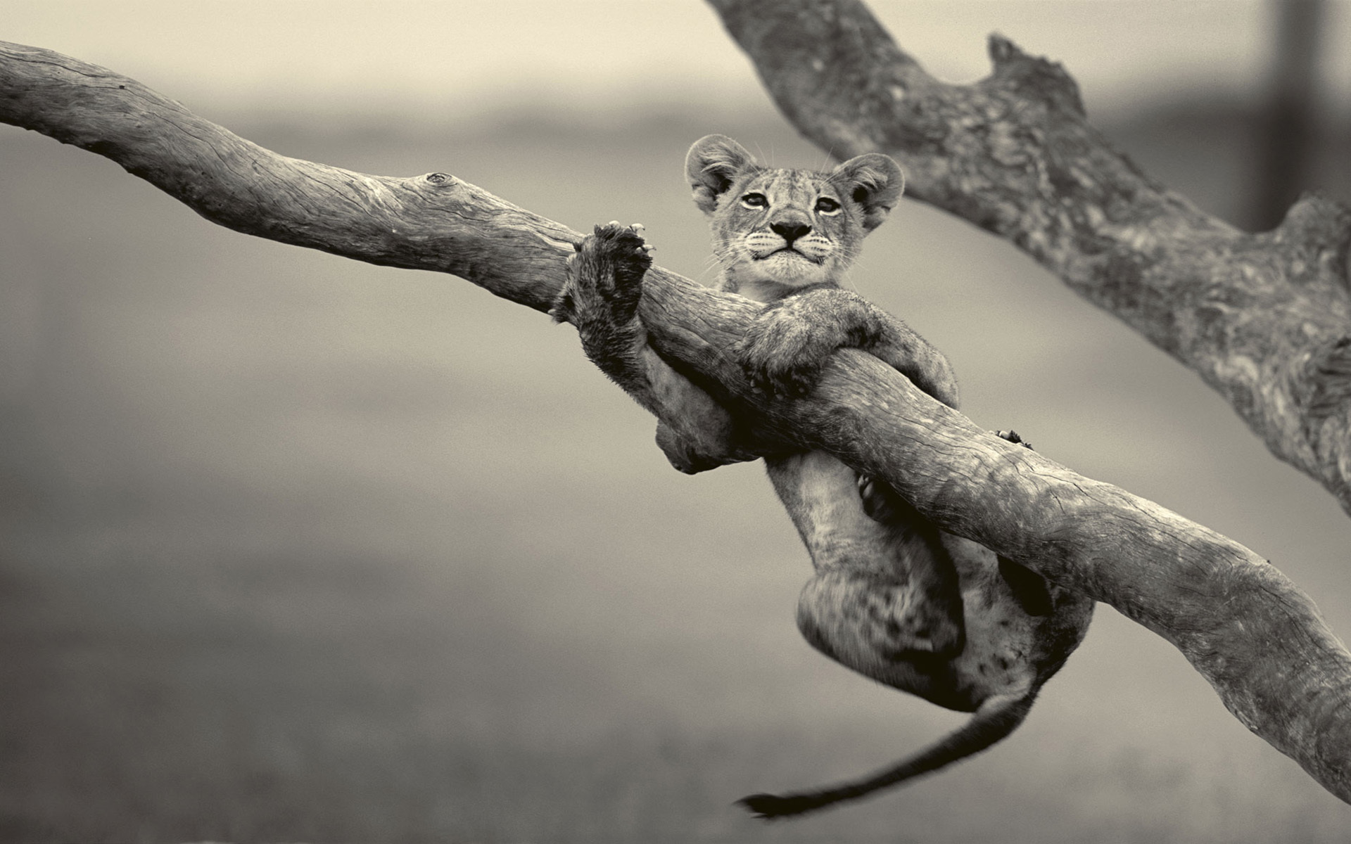 Free download wallpaper Lion, Cats, Animal on your PC desktop