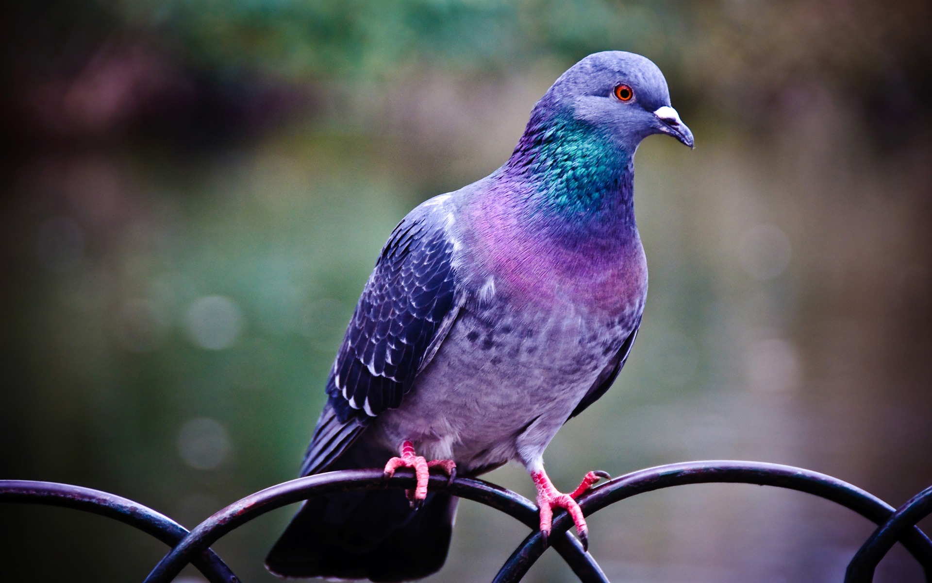 225074 descargar fondo de pantalla aves, animales, paloma, ave: protectores de pantalla e imágenes gratis