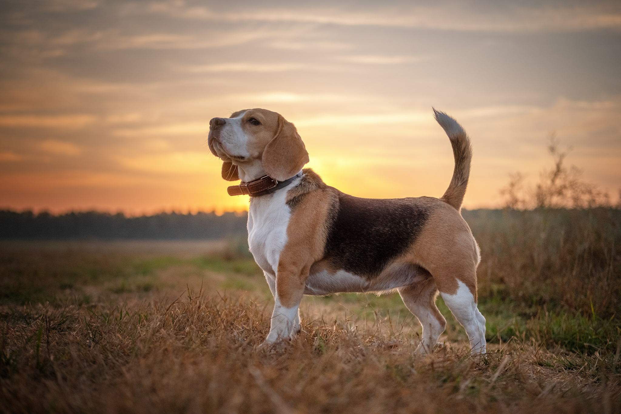 Free download wallpaper Dogs, Animal, Beagle on your PC desktop