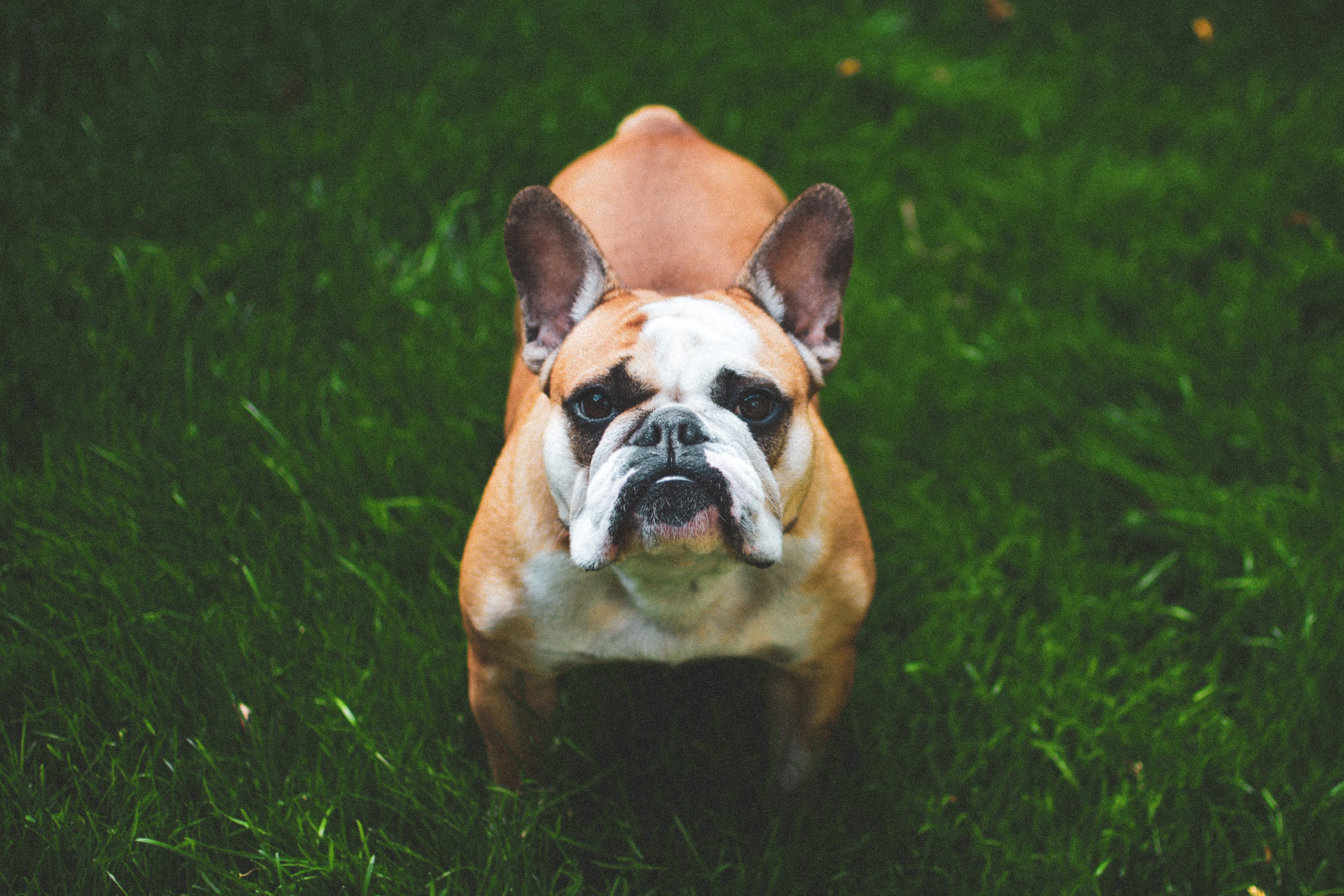 french bulldog, animals, grass, dog, muzzle HD wallpaper