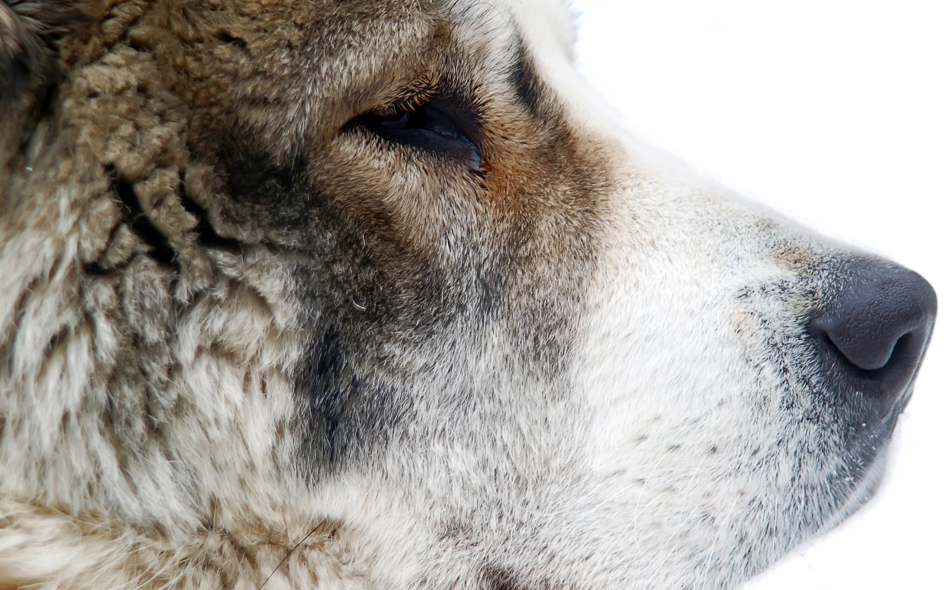 Handy-Wallpaper Hunde, Hund, Tiere kostenlos herunterladen.