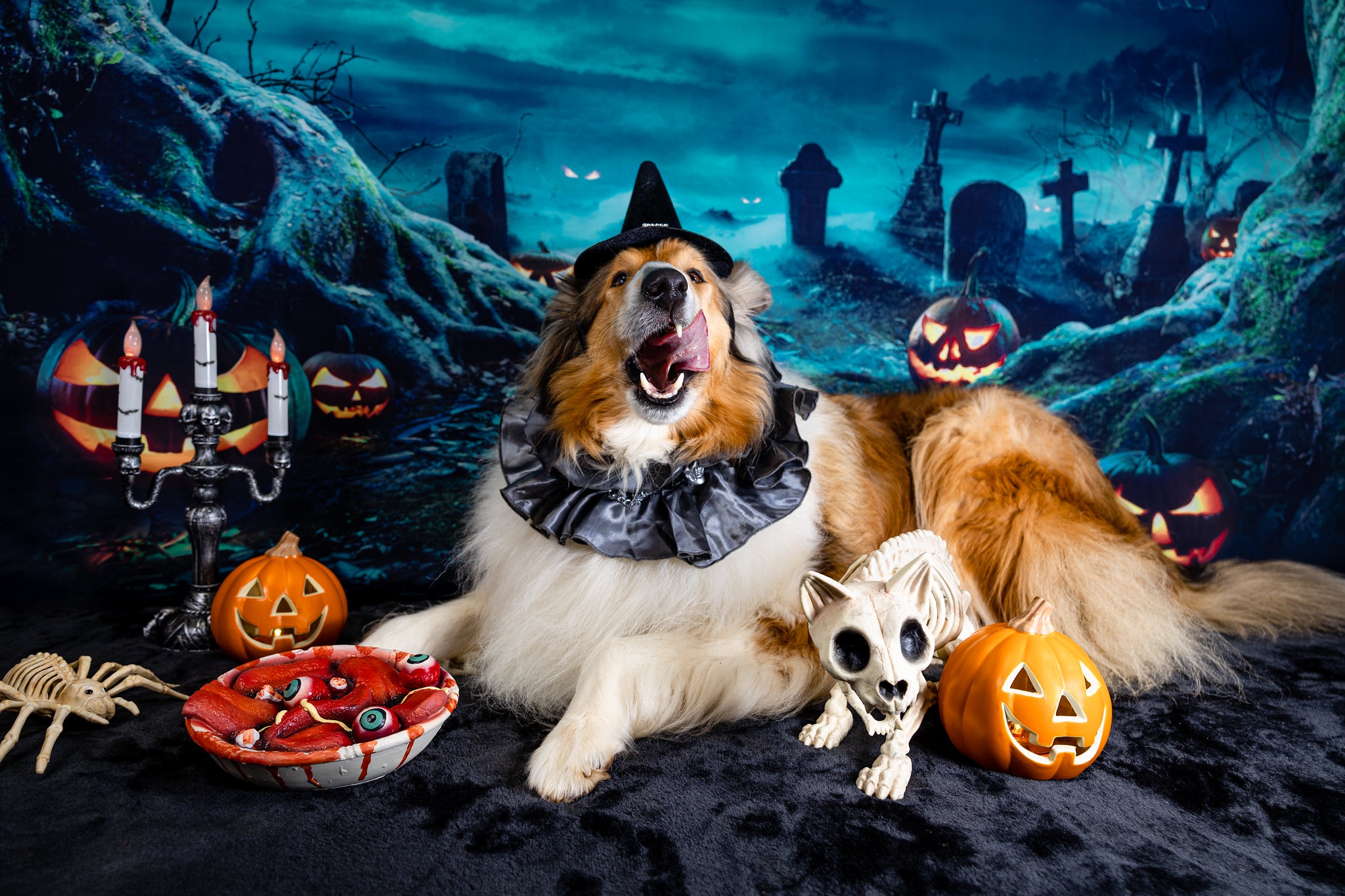 Скачать обои бесплатно Животные, Собаки, Собака, Фонарь Джека, Хеллоуин картинка на рабочий стол ПК