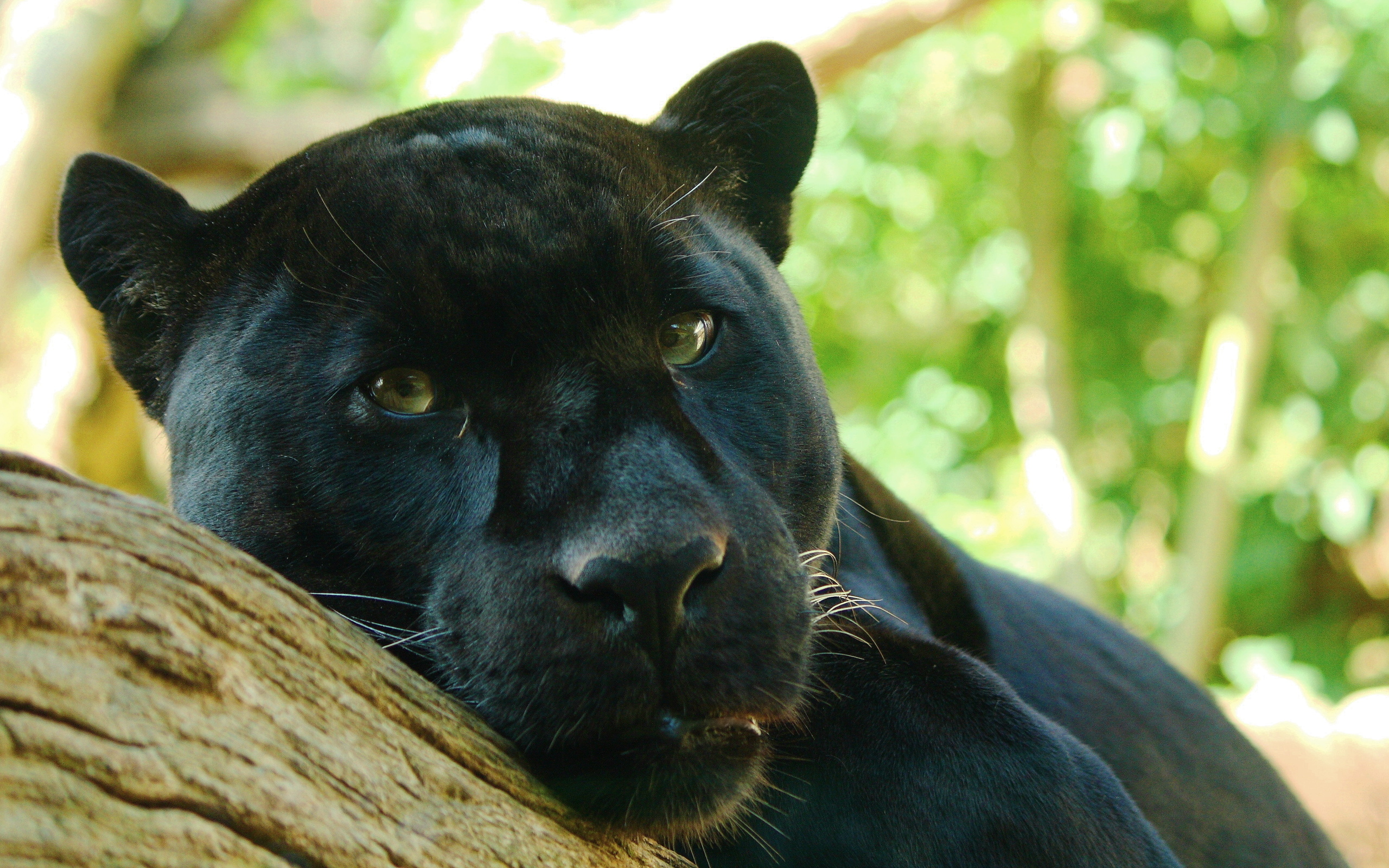 Handy-Wallpaper Tiere, Schwarzer Panther kostenlos herunterladen.