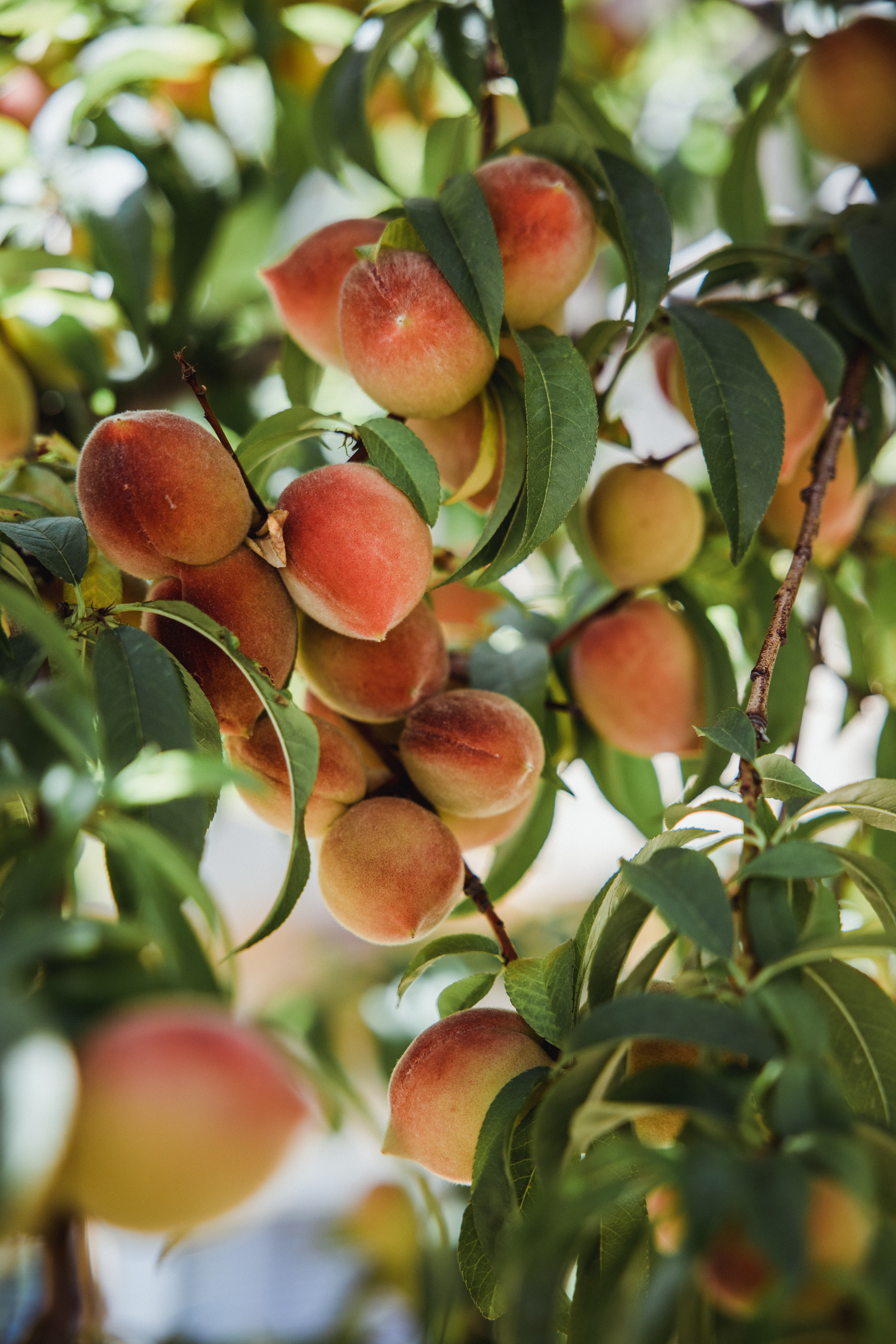 Full HD tree, peaches, fruits, food, leaves, wood, branches