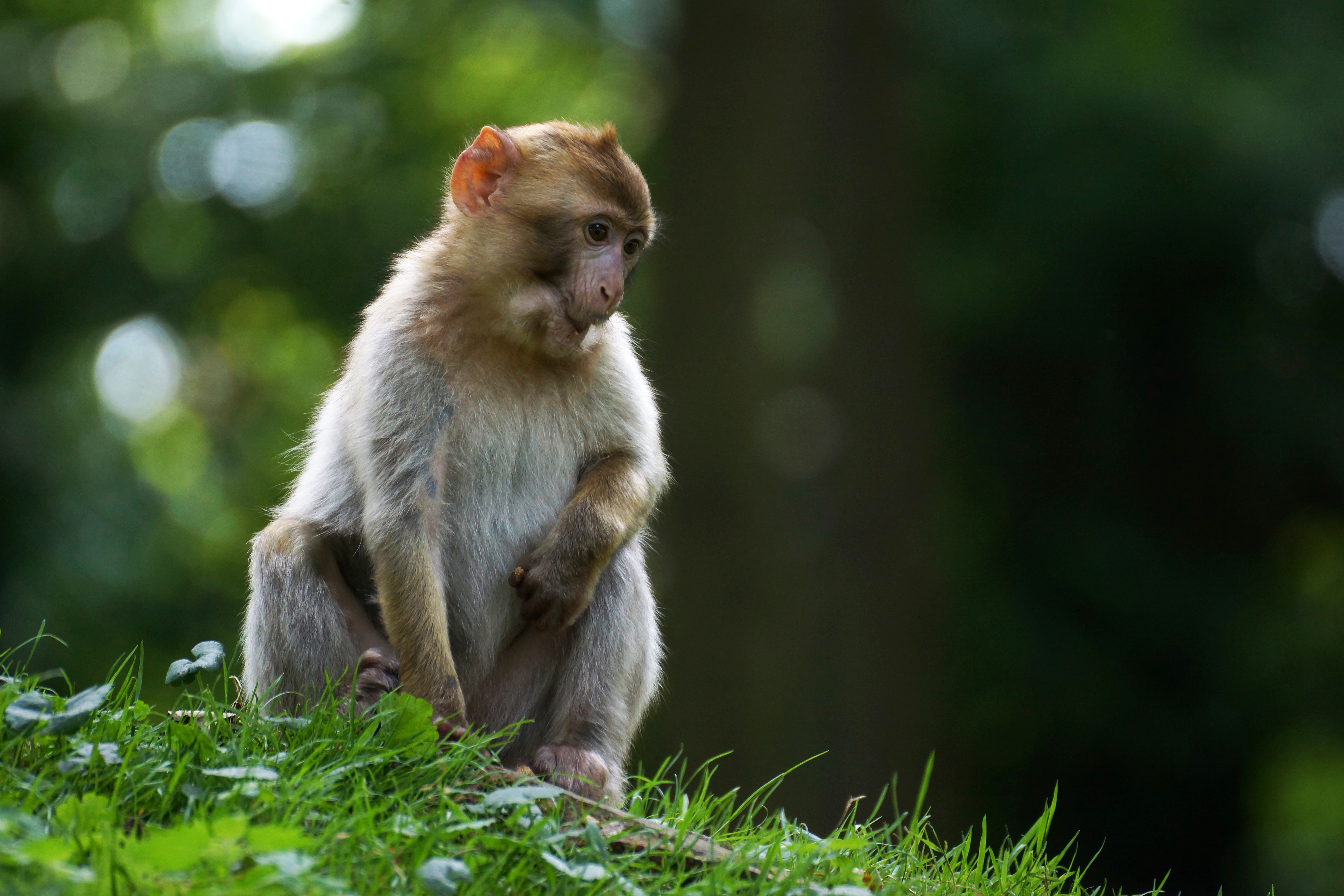 1526893 descargar imagen animales, mono, bokeh, macaco, monos: fondos de pantalla y protectores de pantalla gratis