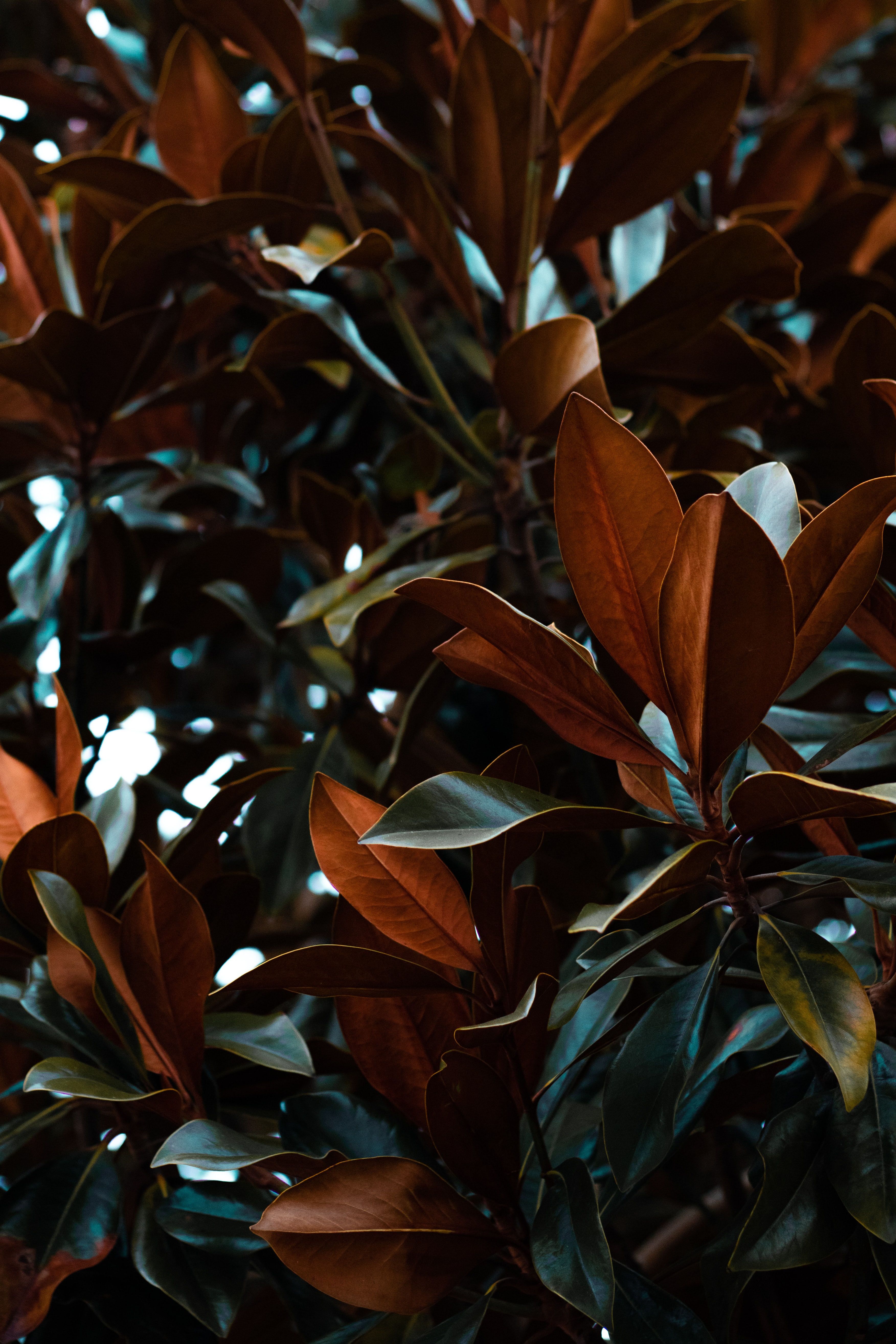Laden Sie das Natur, Blätter, Pflanze, Magnolia, Magnolie-Bild kostenlos auf Ihren PC-Desktop herunter