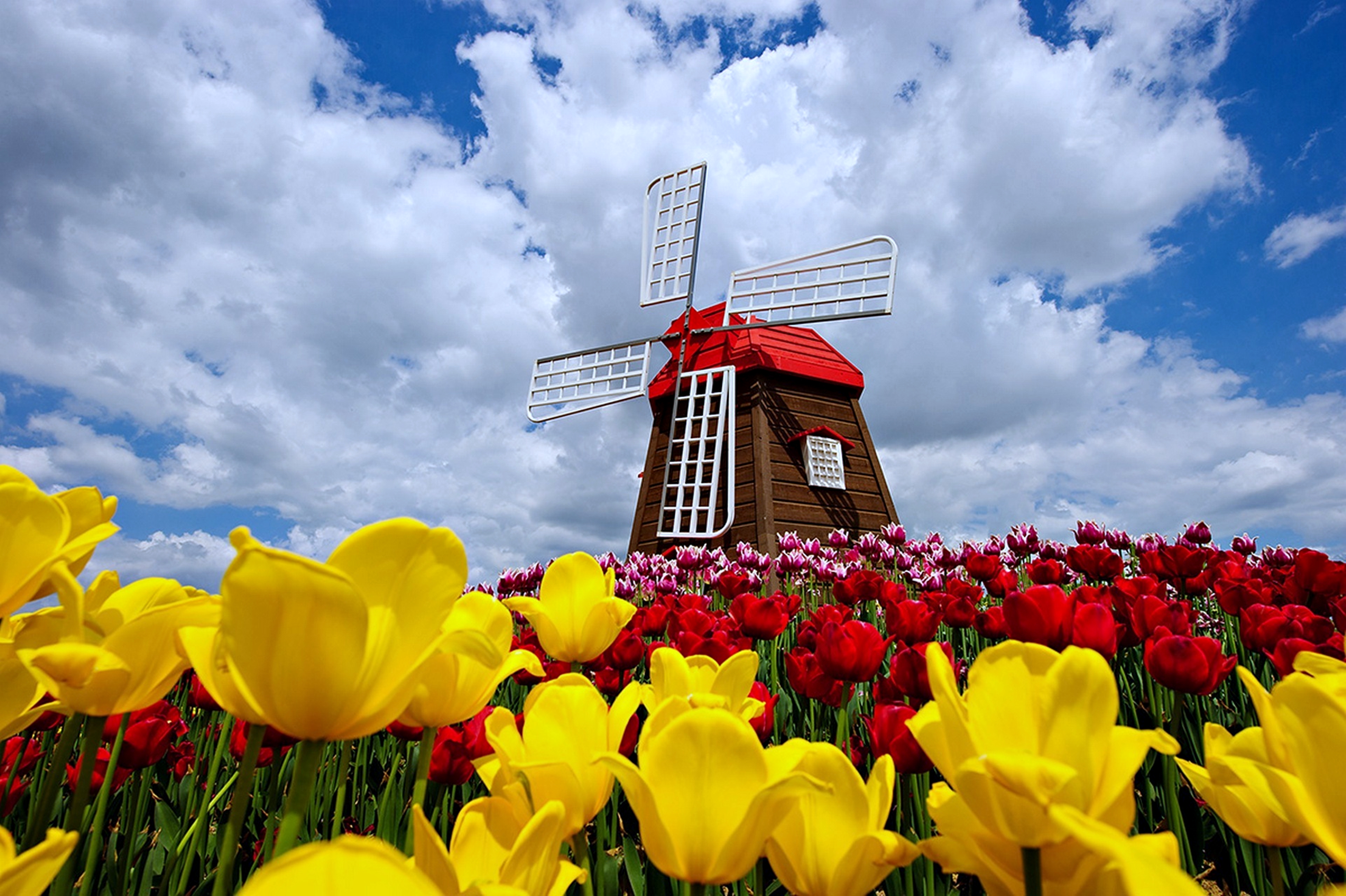 680859 descargar fondo de pantalla primavera, hecho por el hombre, molino, nube, flor, naturaleza, cielo, tulipán: protectores de pantalla e imágenes gratis
