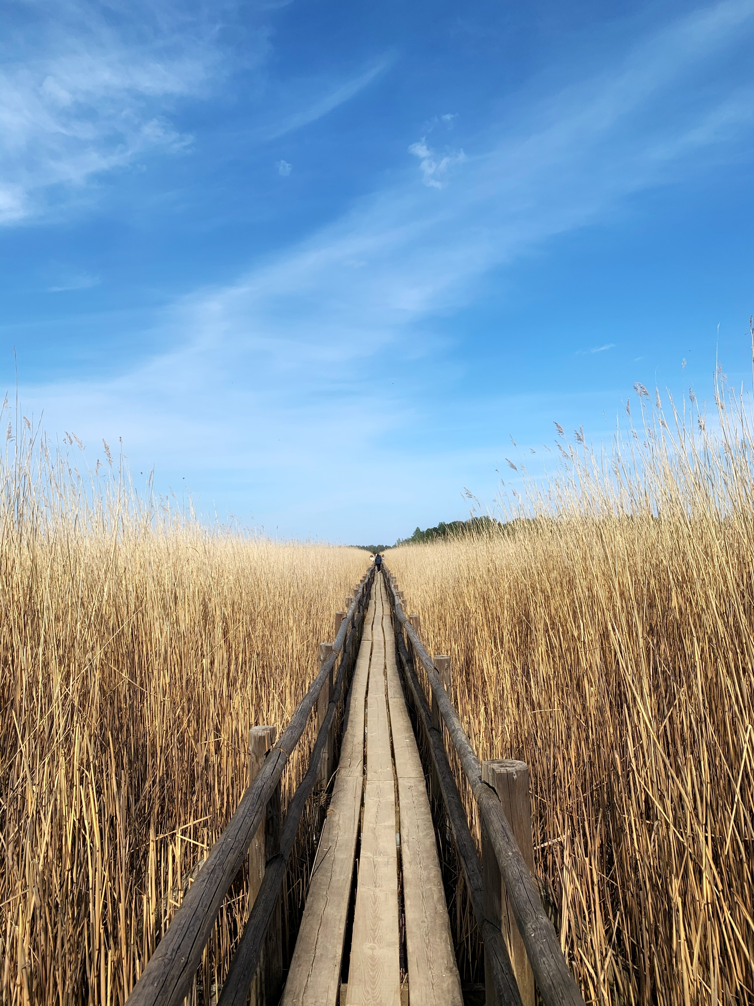 Download mobile wallpaper Ears, Field, Dahl, Spikes, Distance, Road, Nature for free.