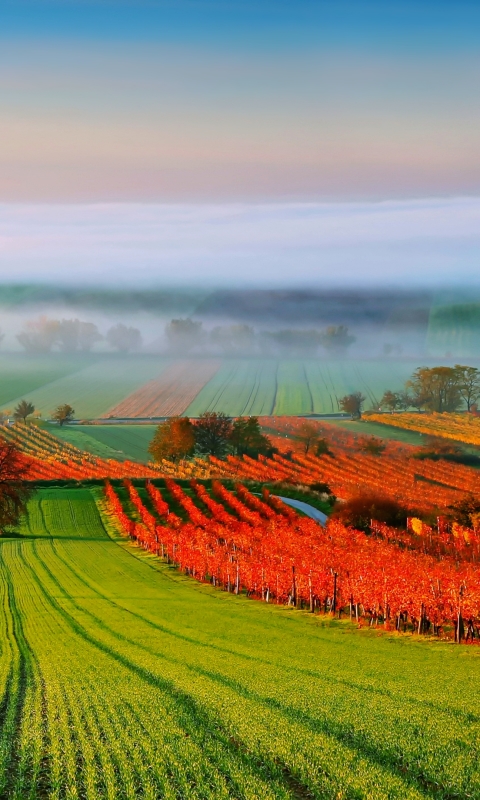 Download mobile wallpaper Landscape, Nature, Fog, Field, Wind Turbine, Man Made for free.