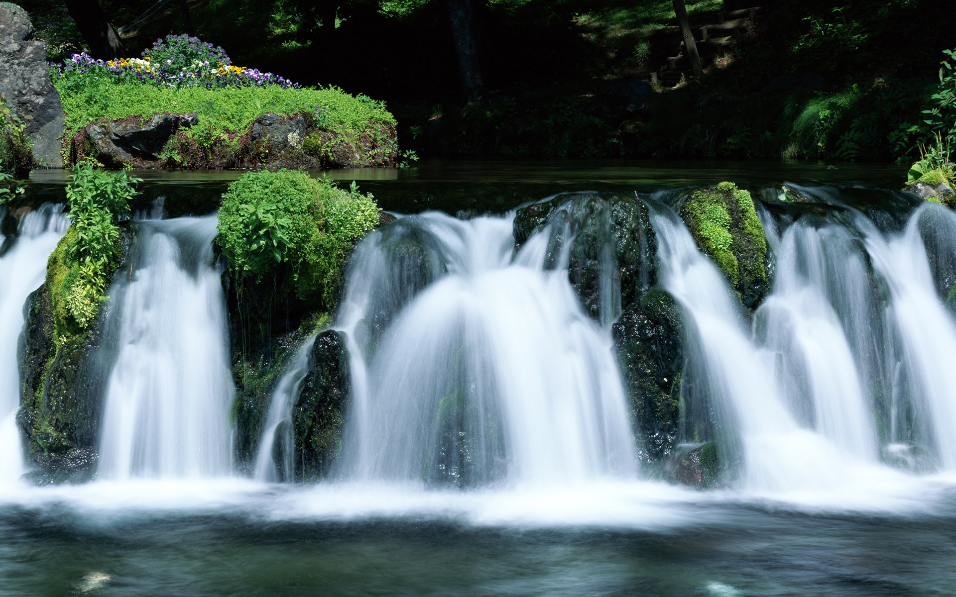 Download mobile wallpaper Plant, Water, Moss, Waterfall, Waterfalls, Flower, Earth for free.