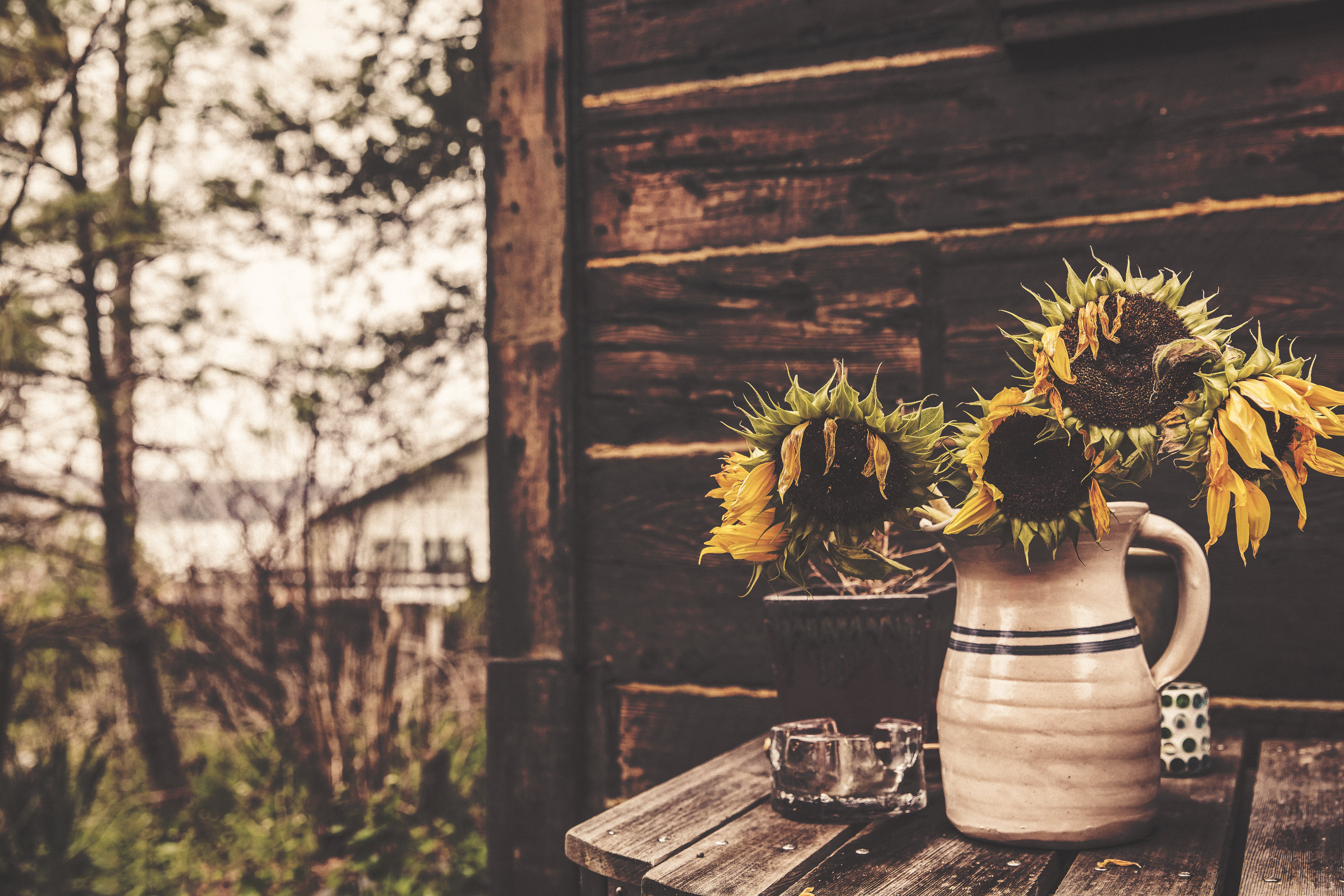 Free download wallpaper Flowers, Vase, Sunflowers on your PC desktop