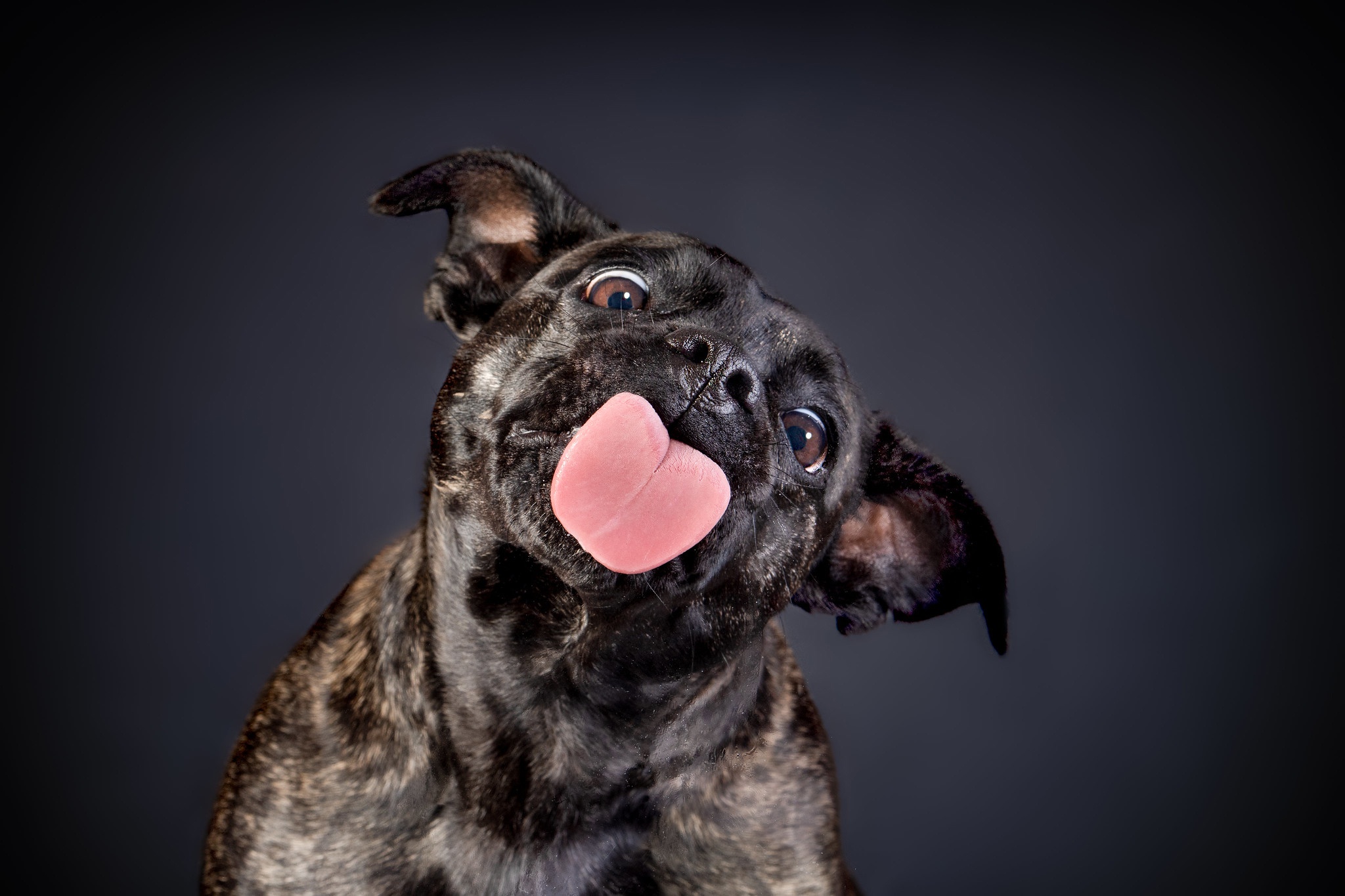 498762 descargar imagen animales, bull terrier, perro, perros: fondos de pantalla y protectores de pantalla gratis