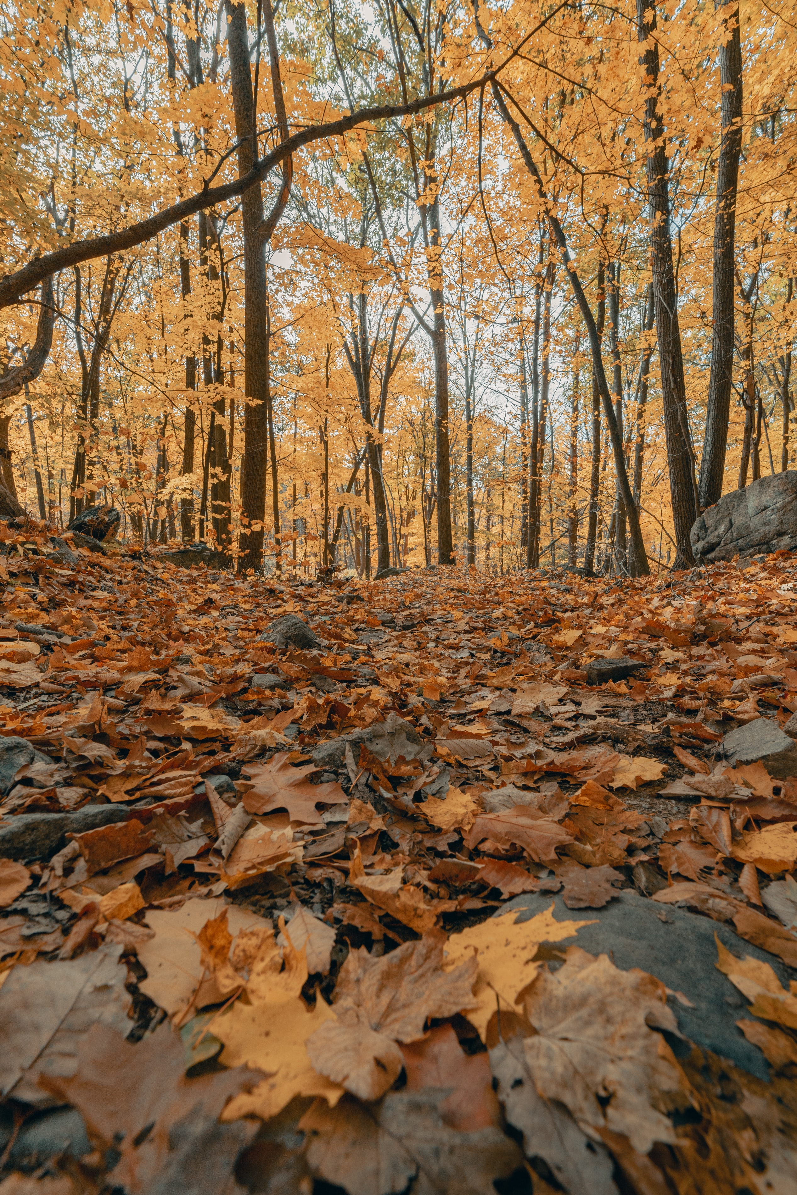 132033 descargar imagen naturaleza, árboles, otoño, hojas, bosque, hojas caídas, follaje caído: fondos de pantalla y protectores de pantalla gratis