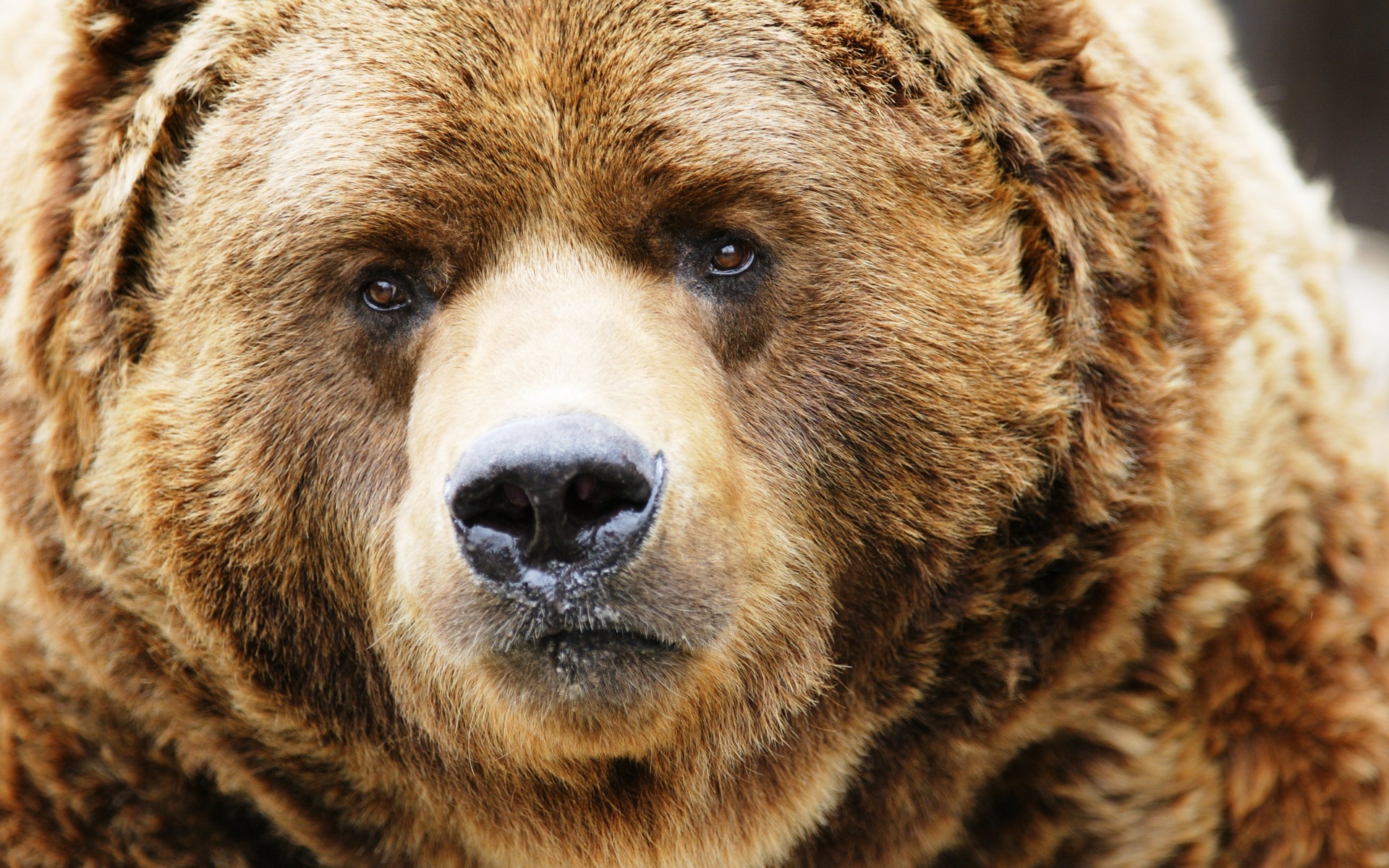 Download mobile wallpaper Bear, Animal for free.