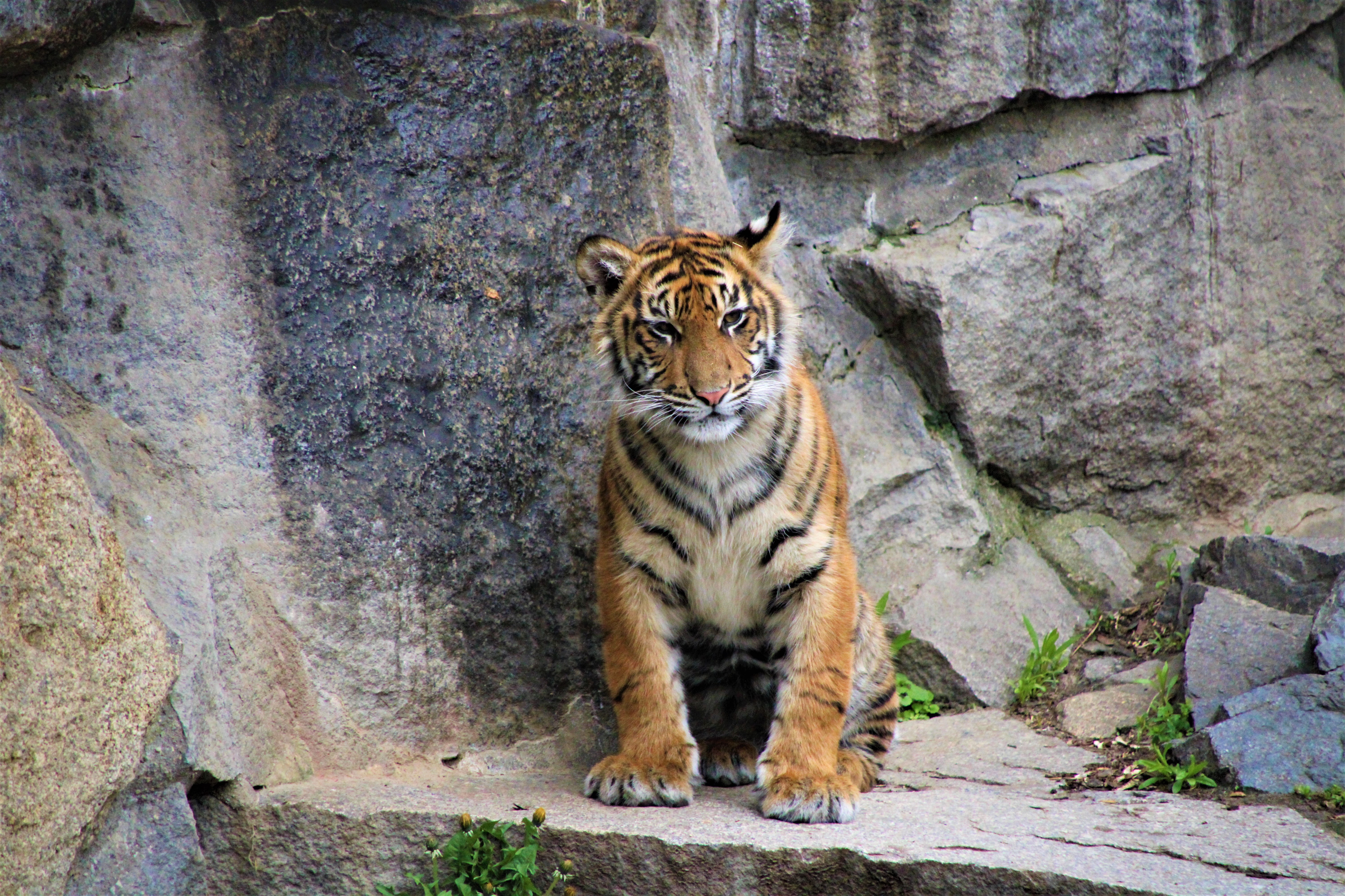 121575 скачать картинку тигр, животные, скалы, дикая кошка, детеныш - обои и заставки бесплатно