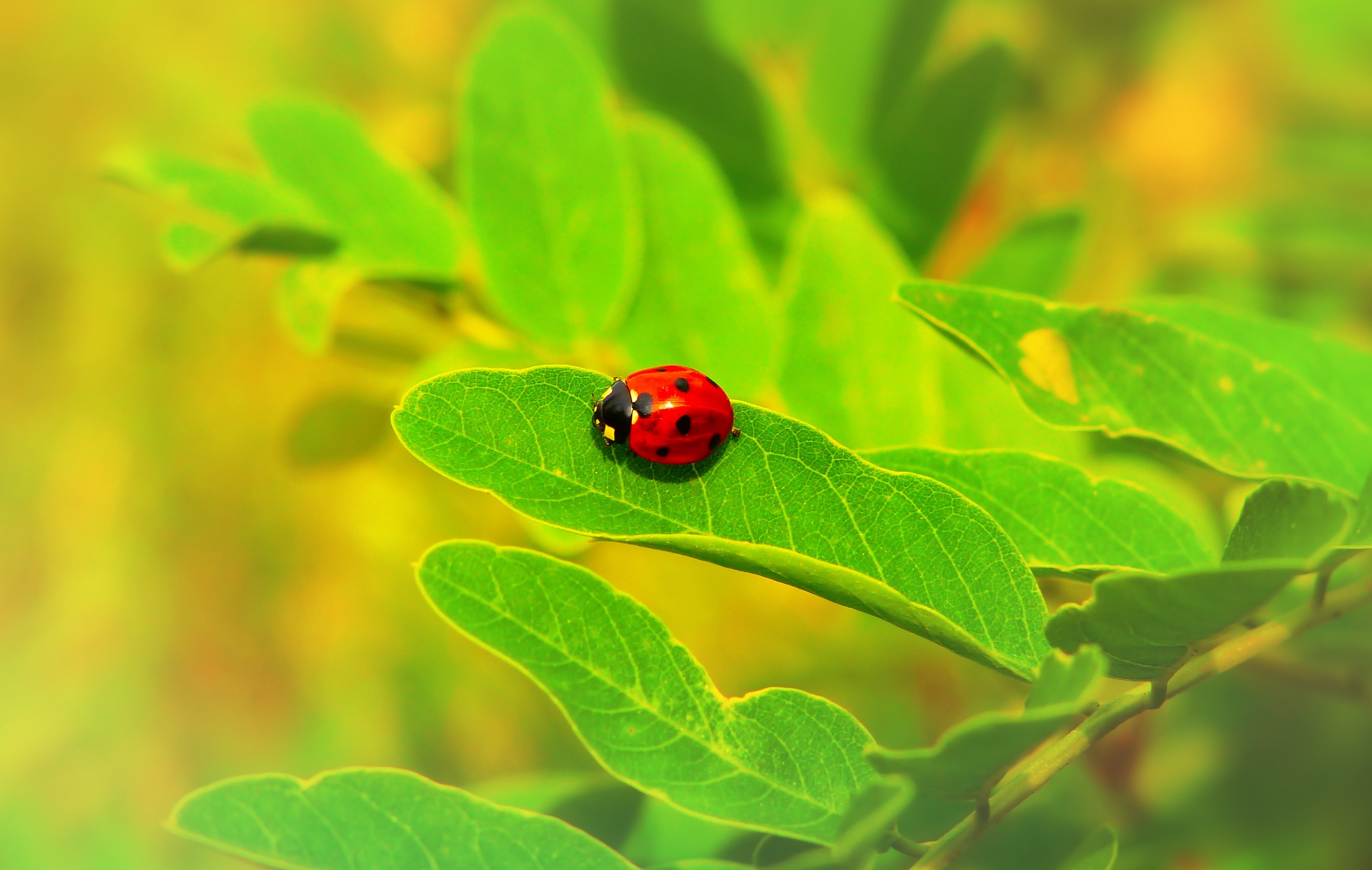 Free download wallpaper Macro, Insect, Ladybug, Ladybird, Sheet, Leaf, Plant on your PC desktop