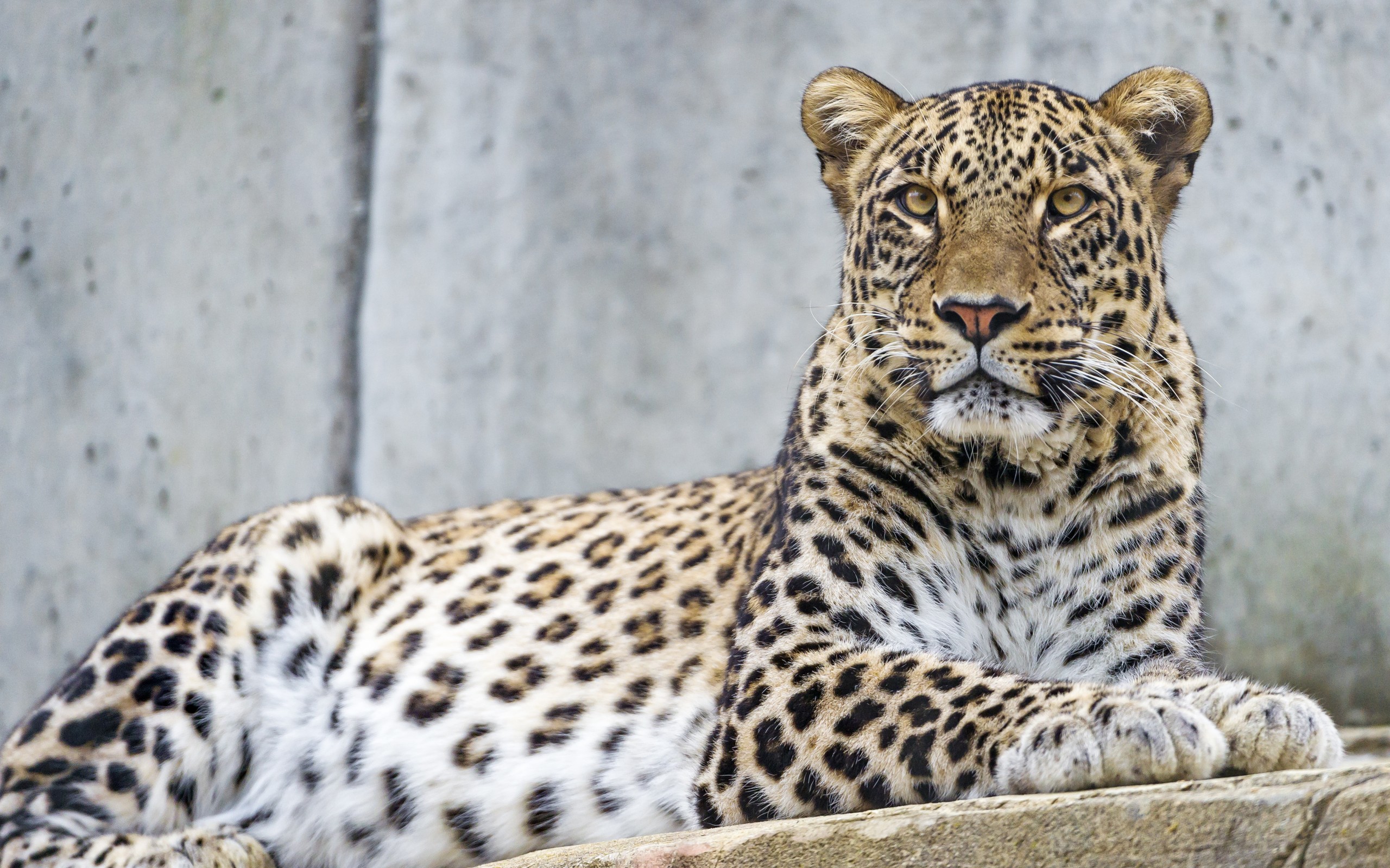 Baixar papel de parede para celular de Animais, Gatos, Leopardo gratuito.