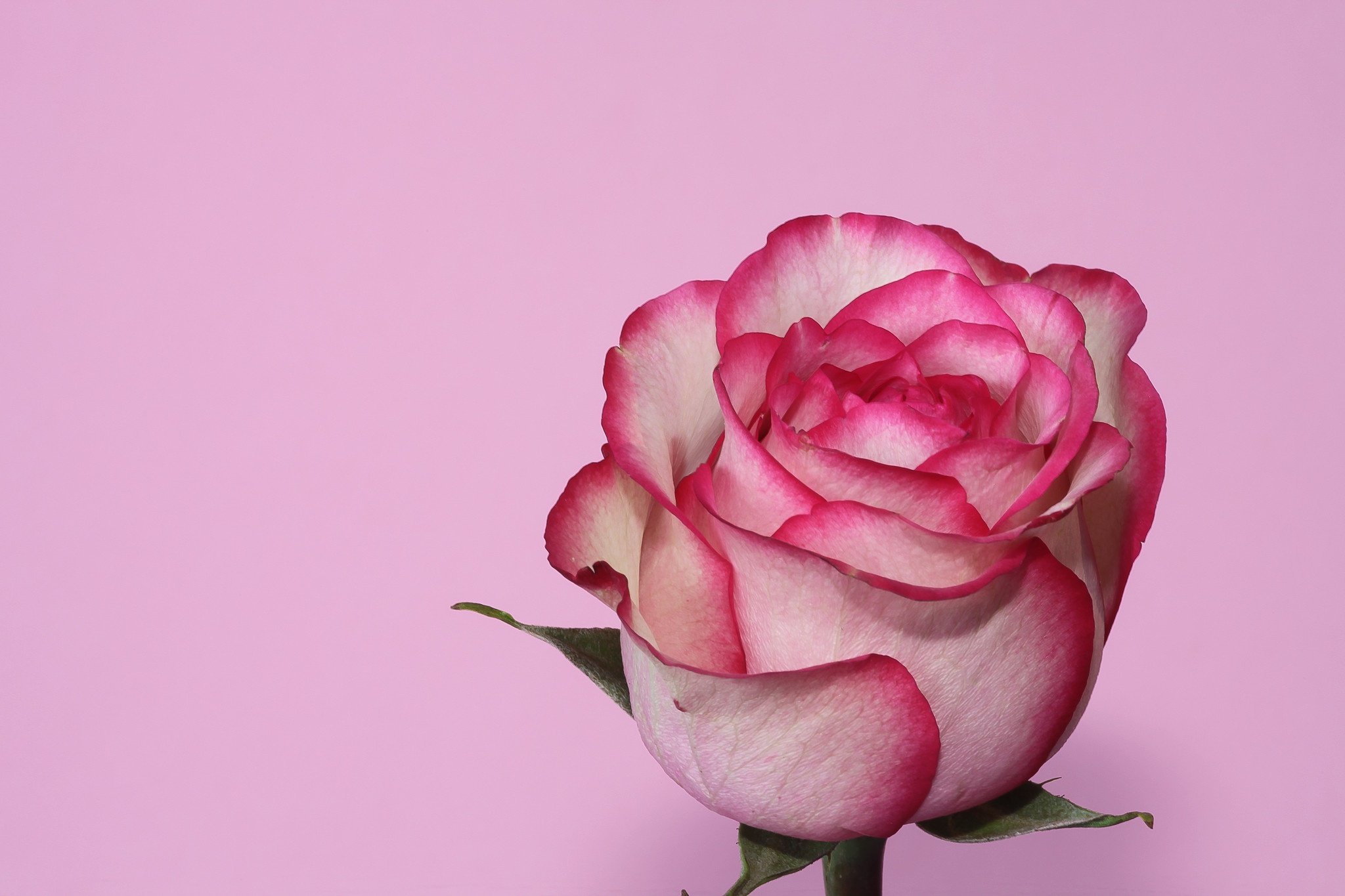Скачати мобільні шпалери Роза, Земля, Пелюстка, Рожева Квітка, Рожева Троянда, Флауерзи безкоштовно.