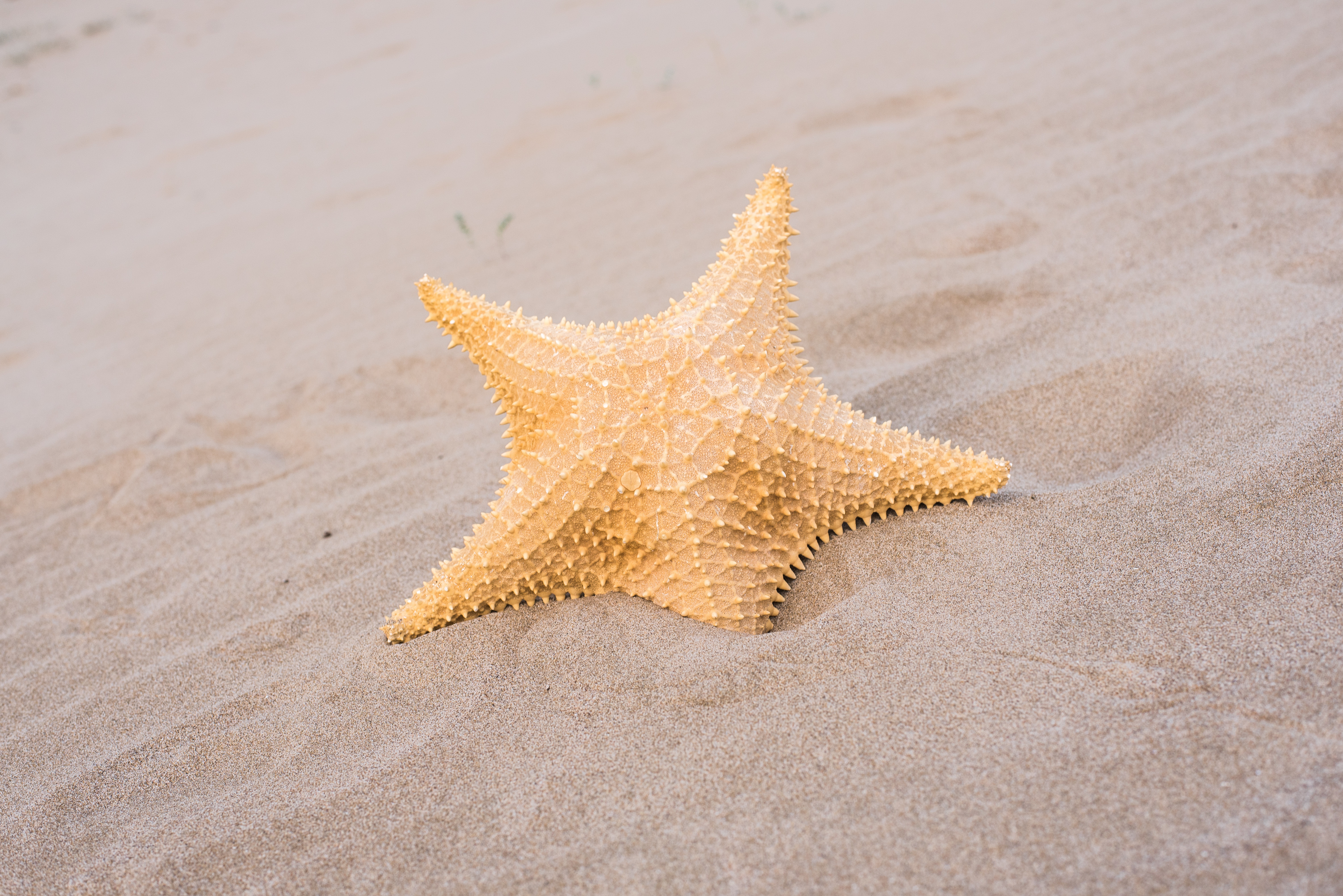 Free download wallpaper Sand, Starfish, Close Up, Animal on your PC desktop