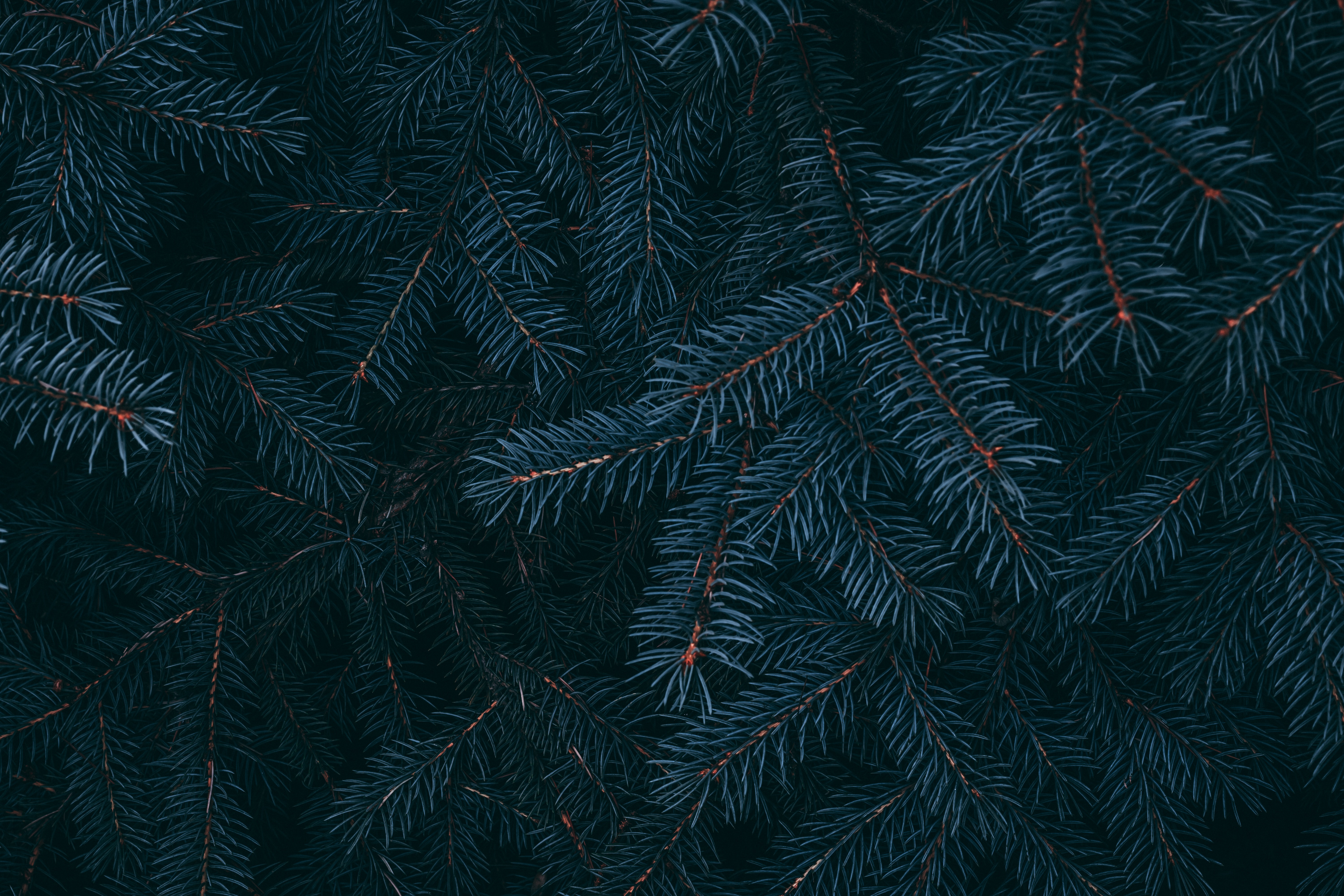 plant, pine, macro, branch, needles 4K