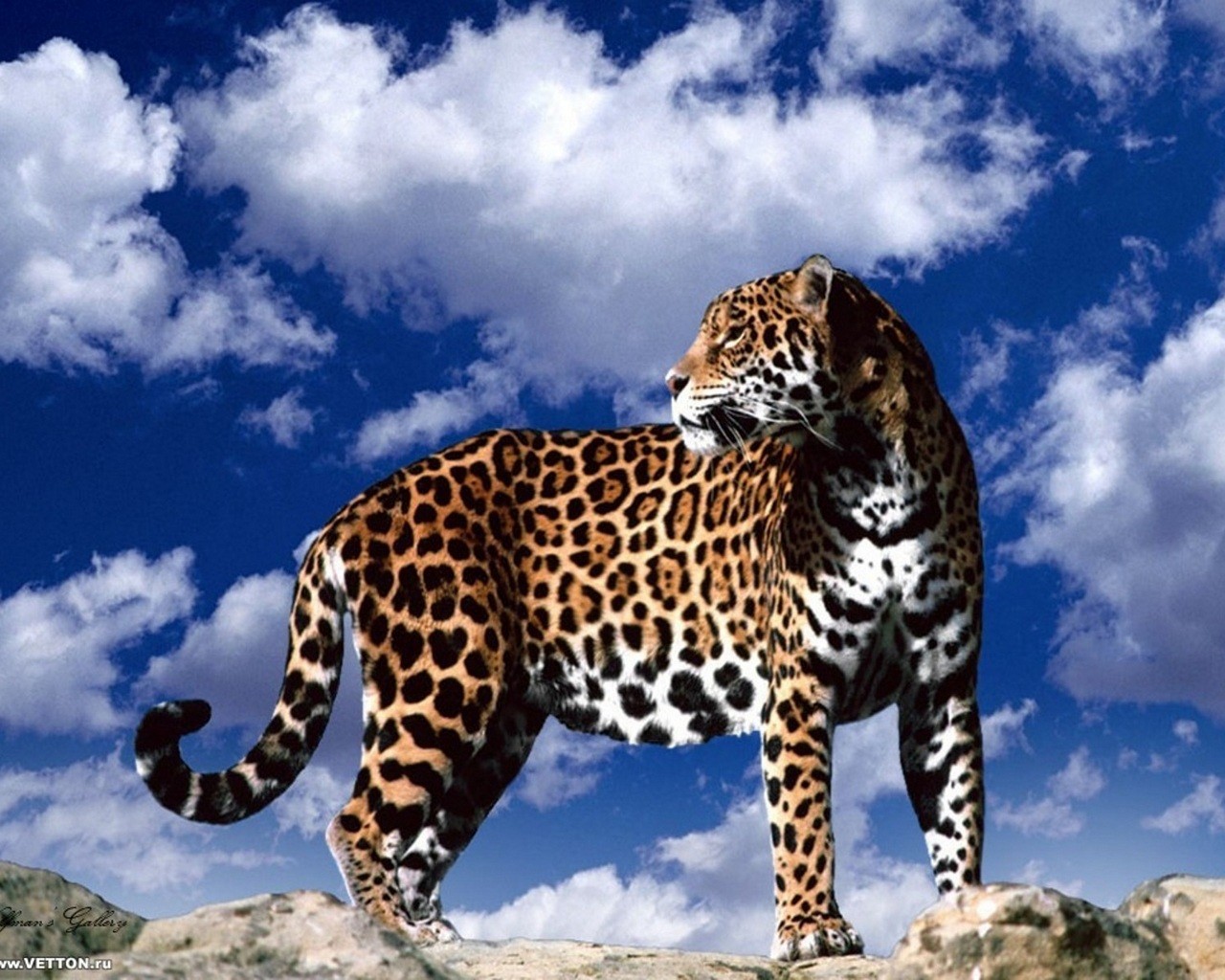 無料モバイル壁紙動物, ジャガーをダウンロードします。
