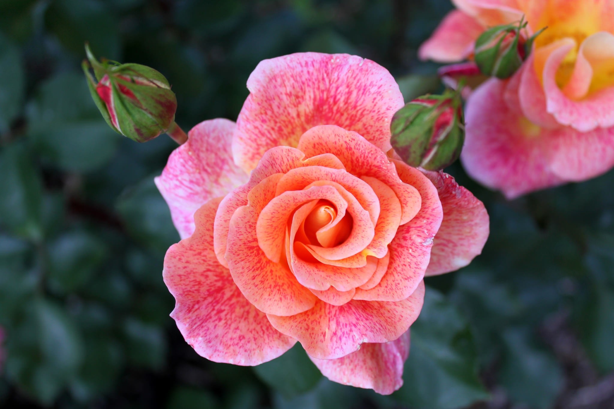 Laden Sie das Blumen, Rose, Nahansicht, Erde/natur, Pinke Blume-Bild kostenlos auf Ihren PC-Desktop herunter