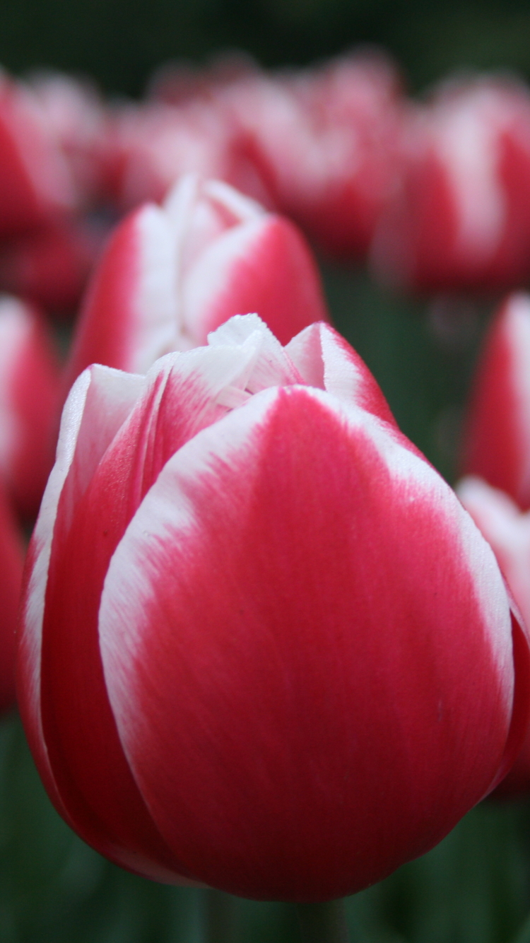 Download mobile wallpaper Nature, Flowers, Flower, Blur, Earth, Tulip, Red Flower for free.
