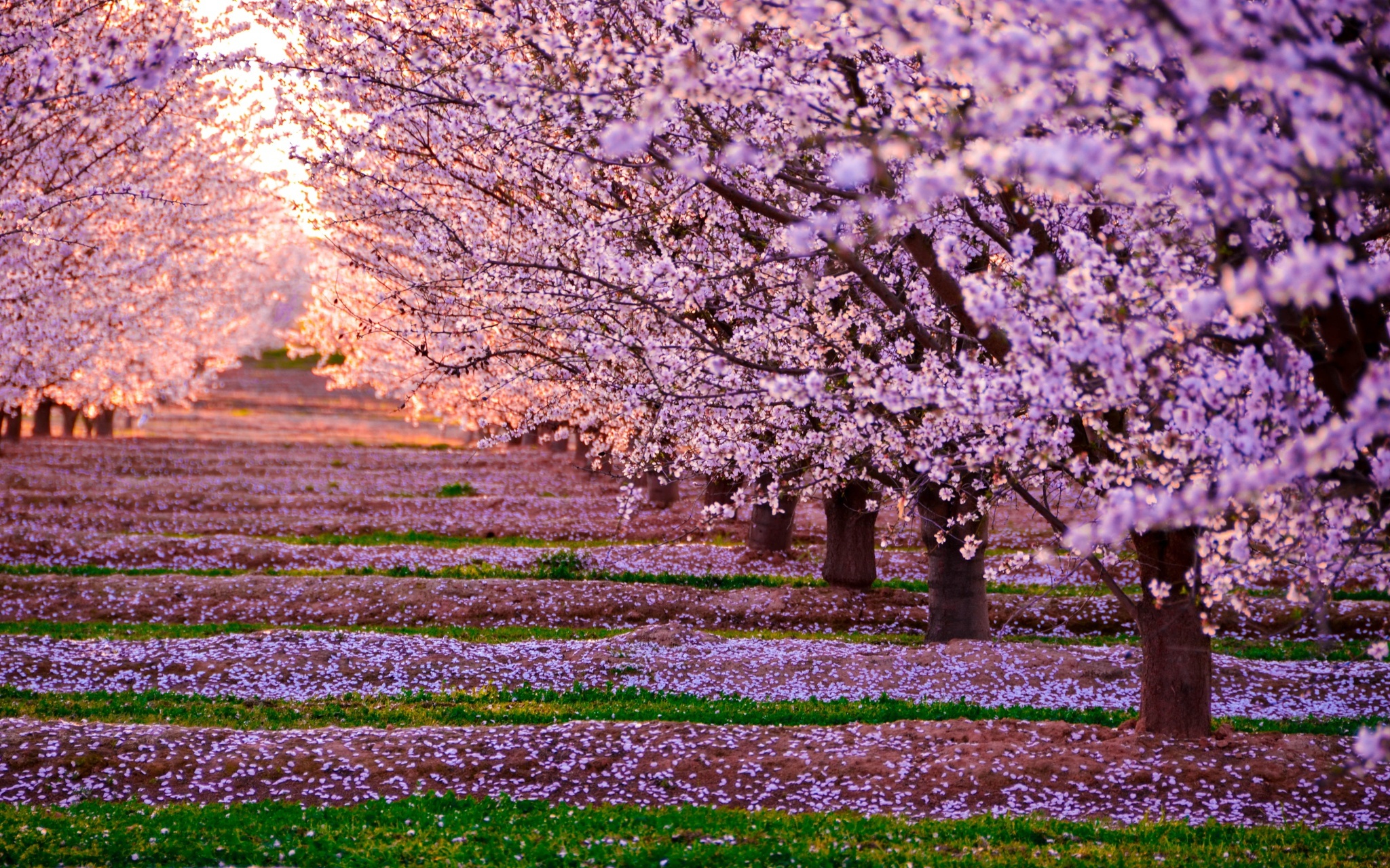 Download mobile wallpaper Nature, Flowers, Tree, Earth, Spring, Blossom, Pink Flower, Tree Lined for free.