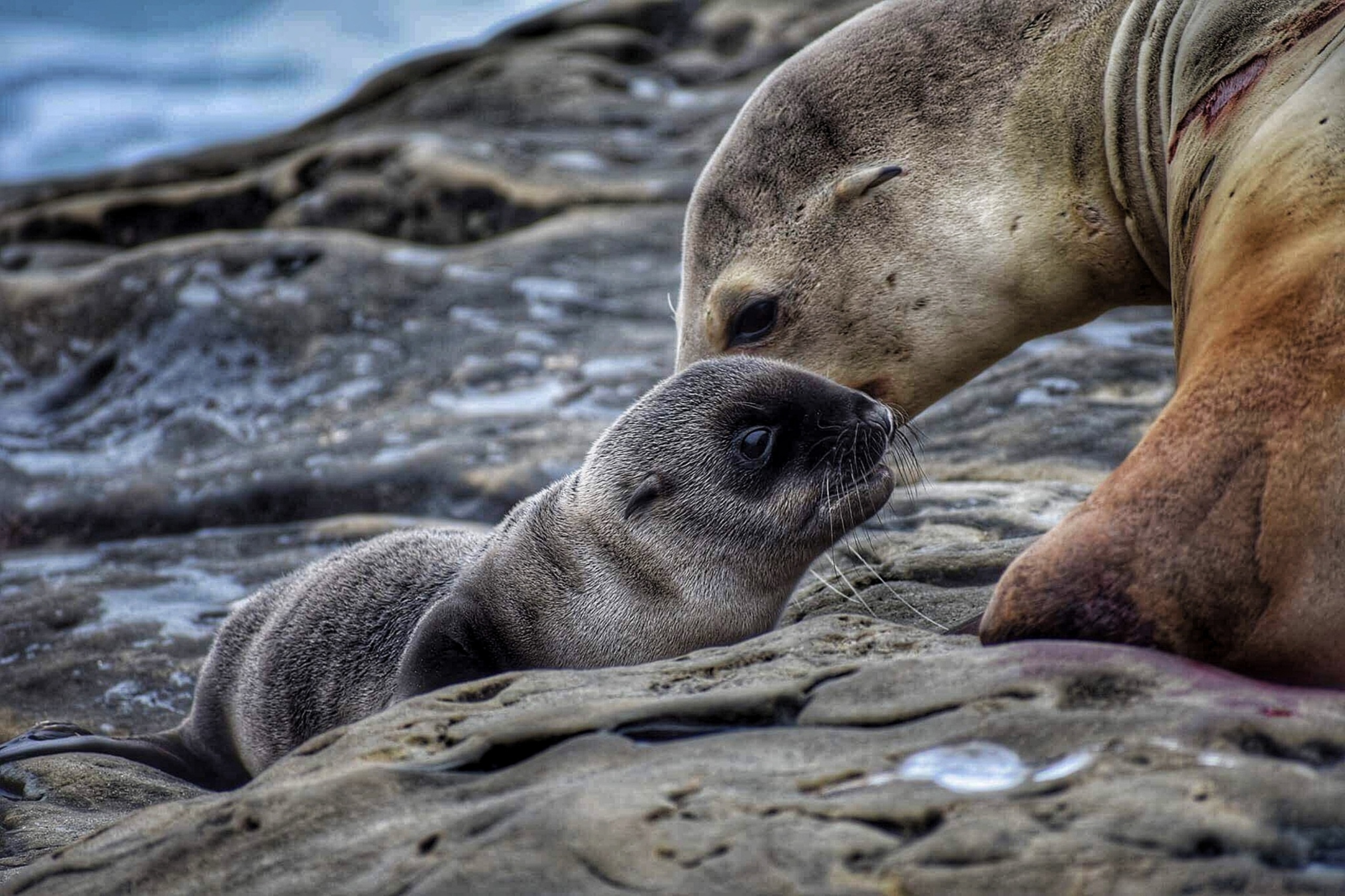 Descarga gratuita de fondo de pantalla para móvil de Animales, Foca.