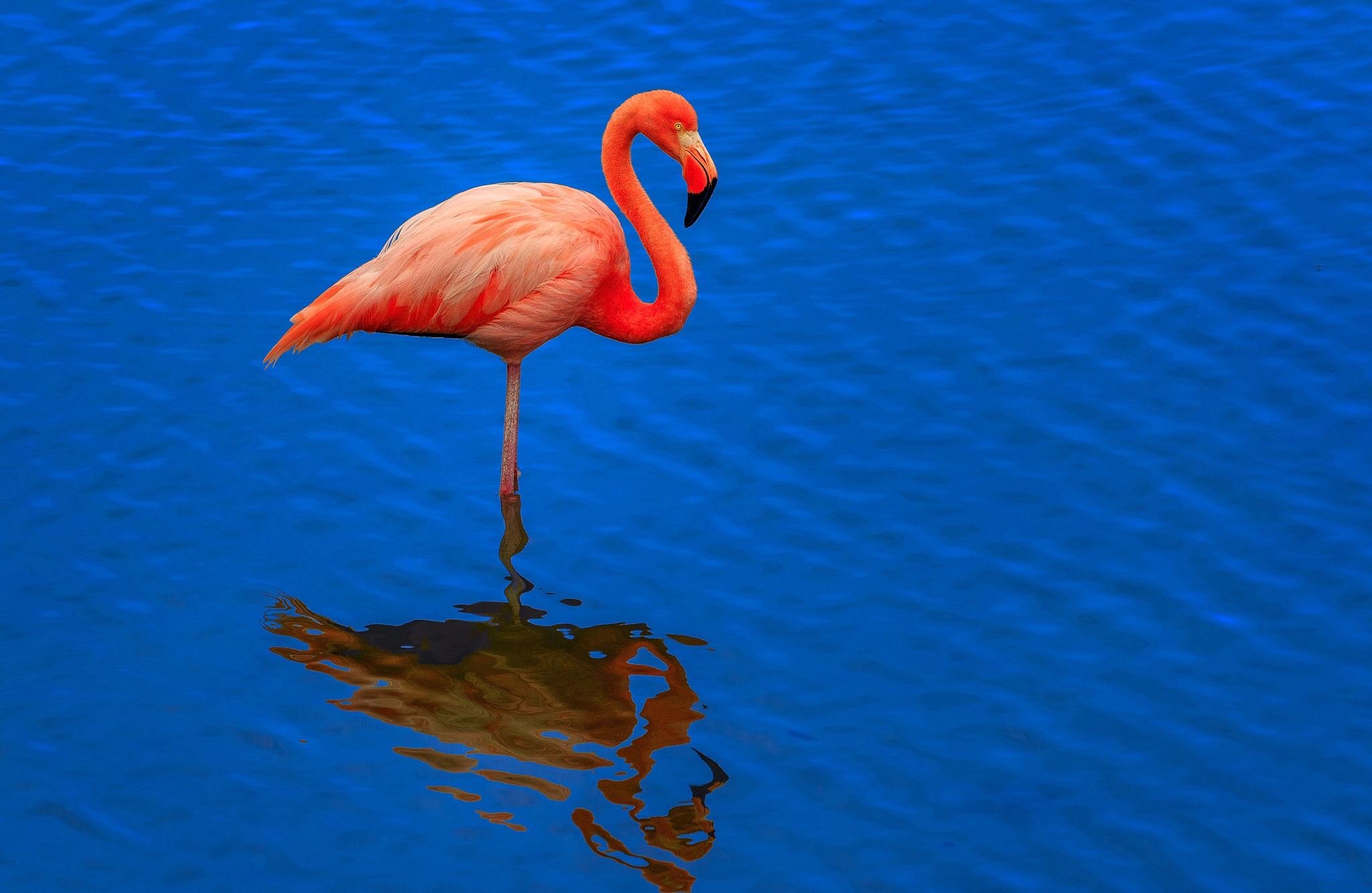 Baixar papel de parede para celular de Animais, Aves, Flamingo, Pássaro, Reflecção gratuito.