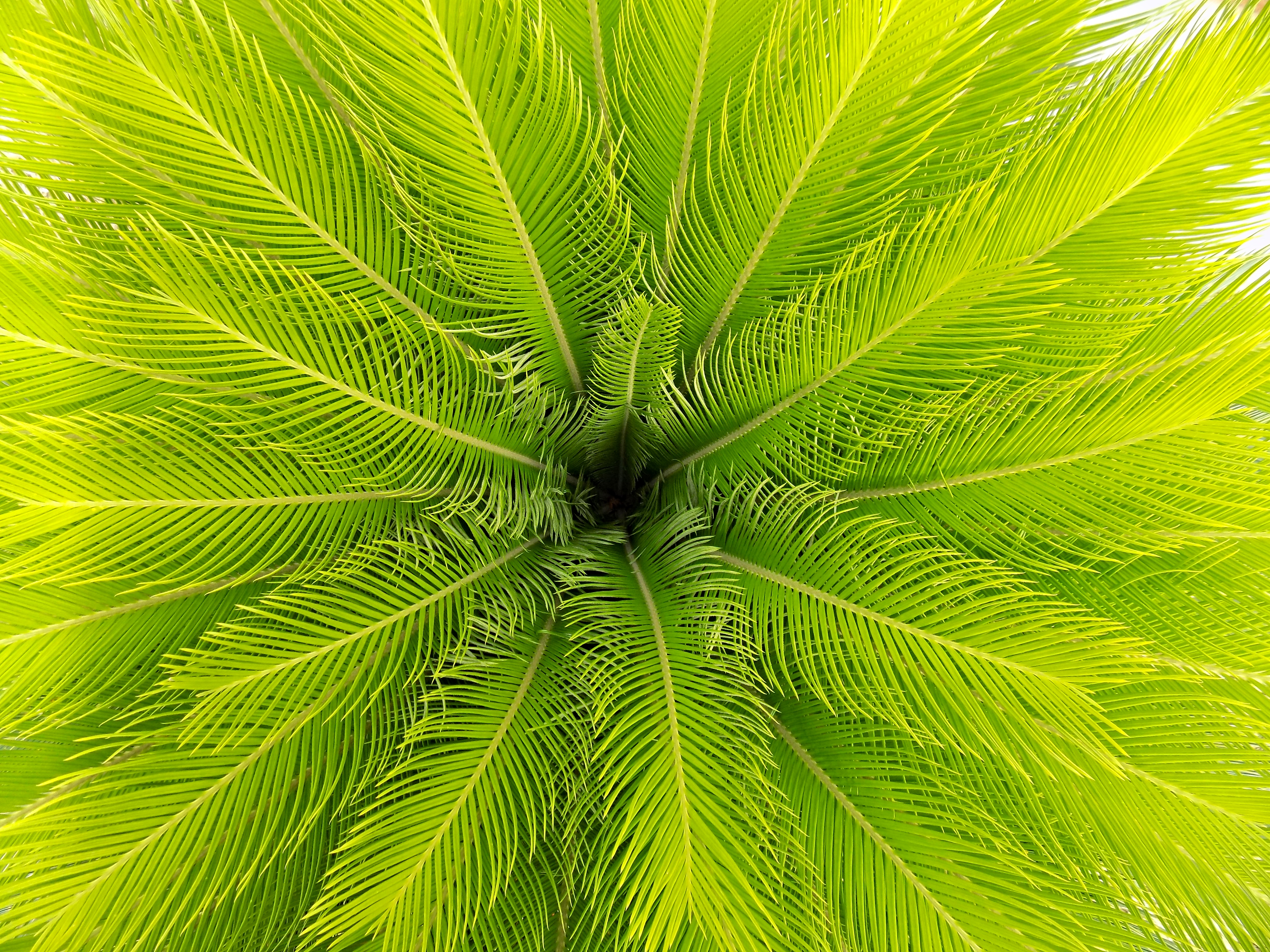 Download mobile wallpaper View From Above, Leaves, Plant, Palm, Nature for free.